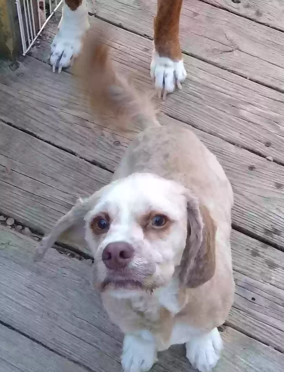 adoptable Dog in Houston,MO named Cinnamon