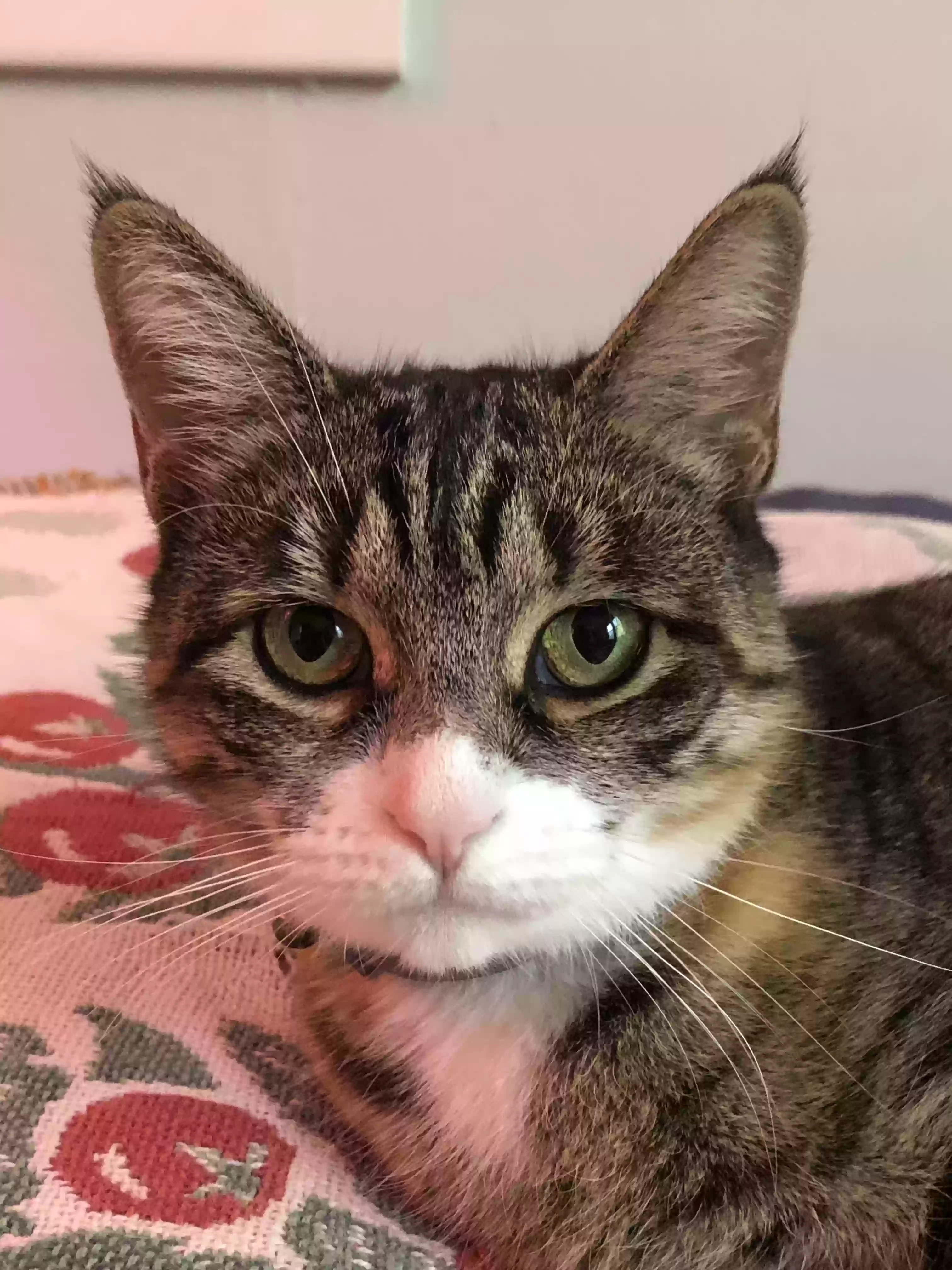 adoptable Cat in Syracuse,NY named Kanga