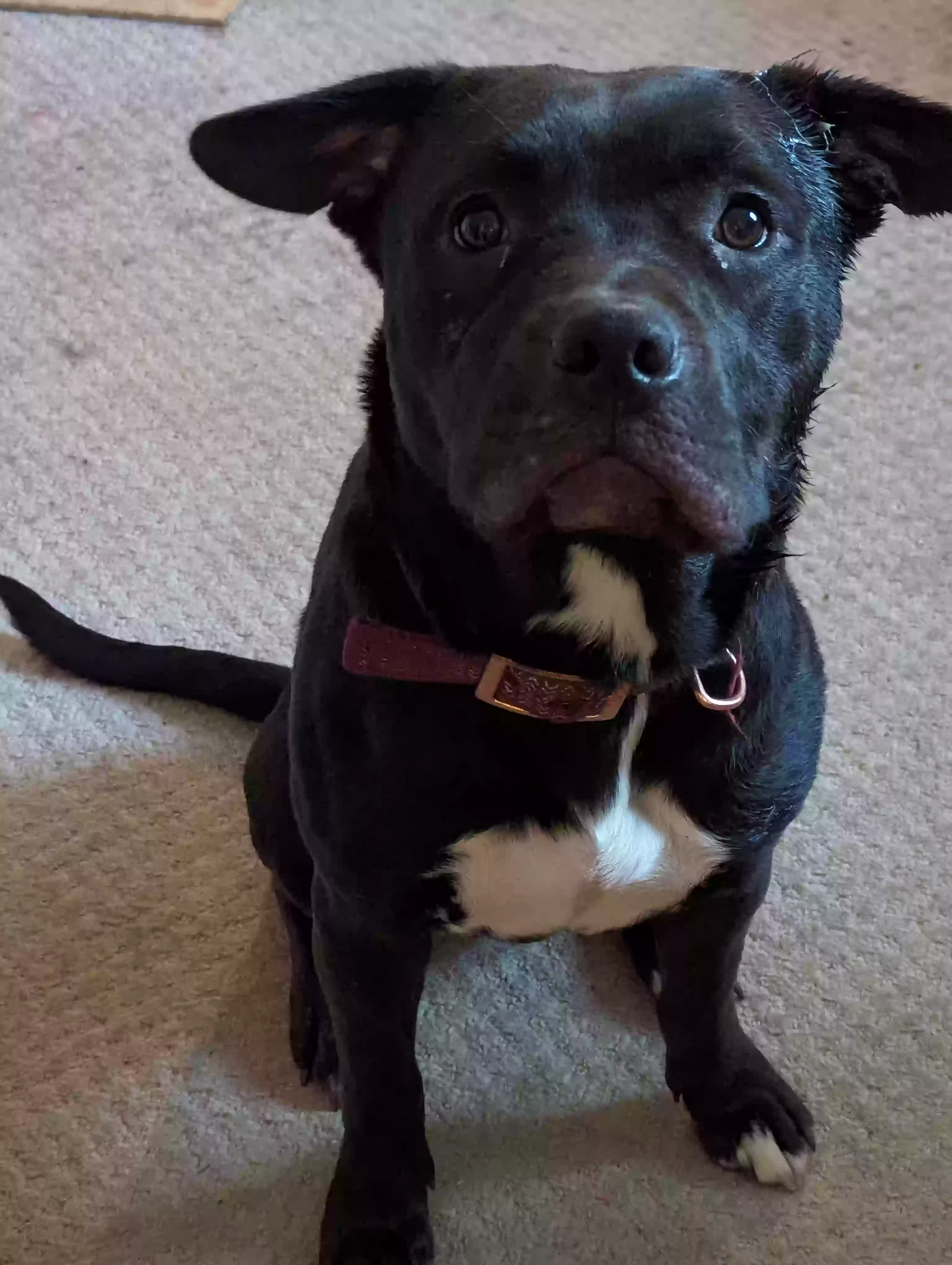 adoptable Dog in Marietta,GA named Pepper