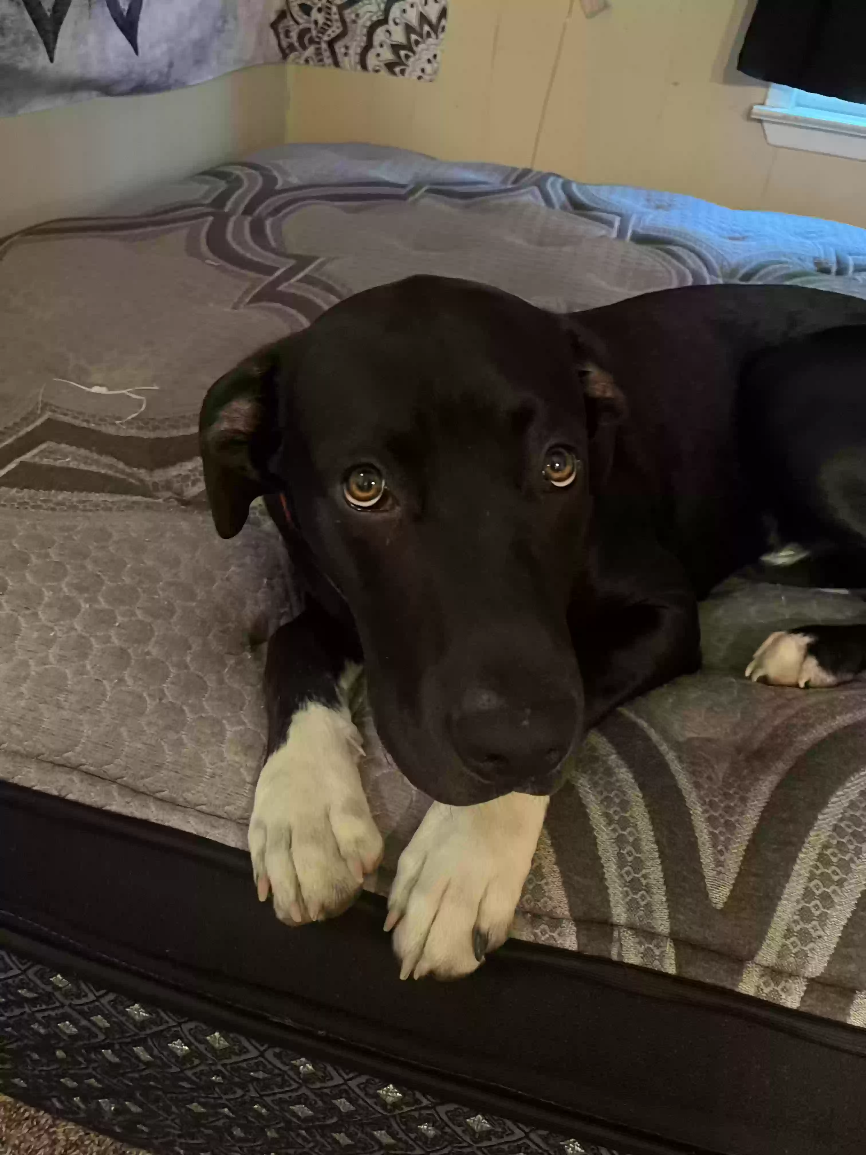 adoptable Dog in Celeste,TX named Milo