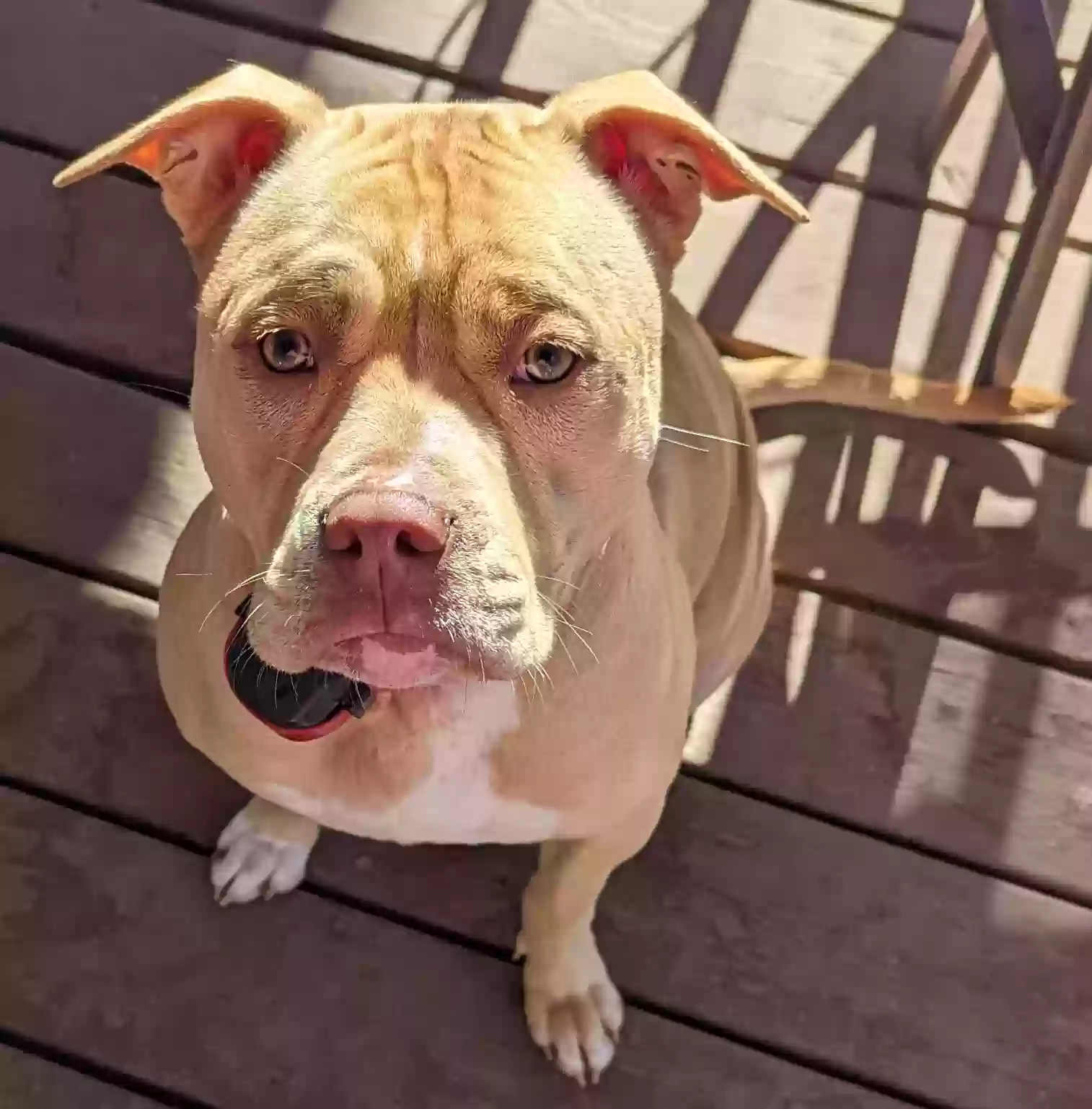 adoptable Dog in Marietta,GA named Nala