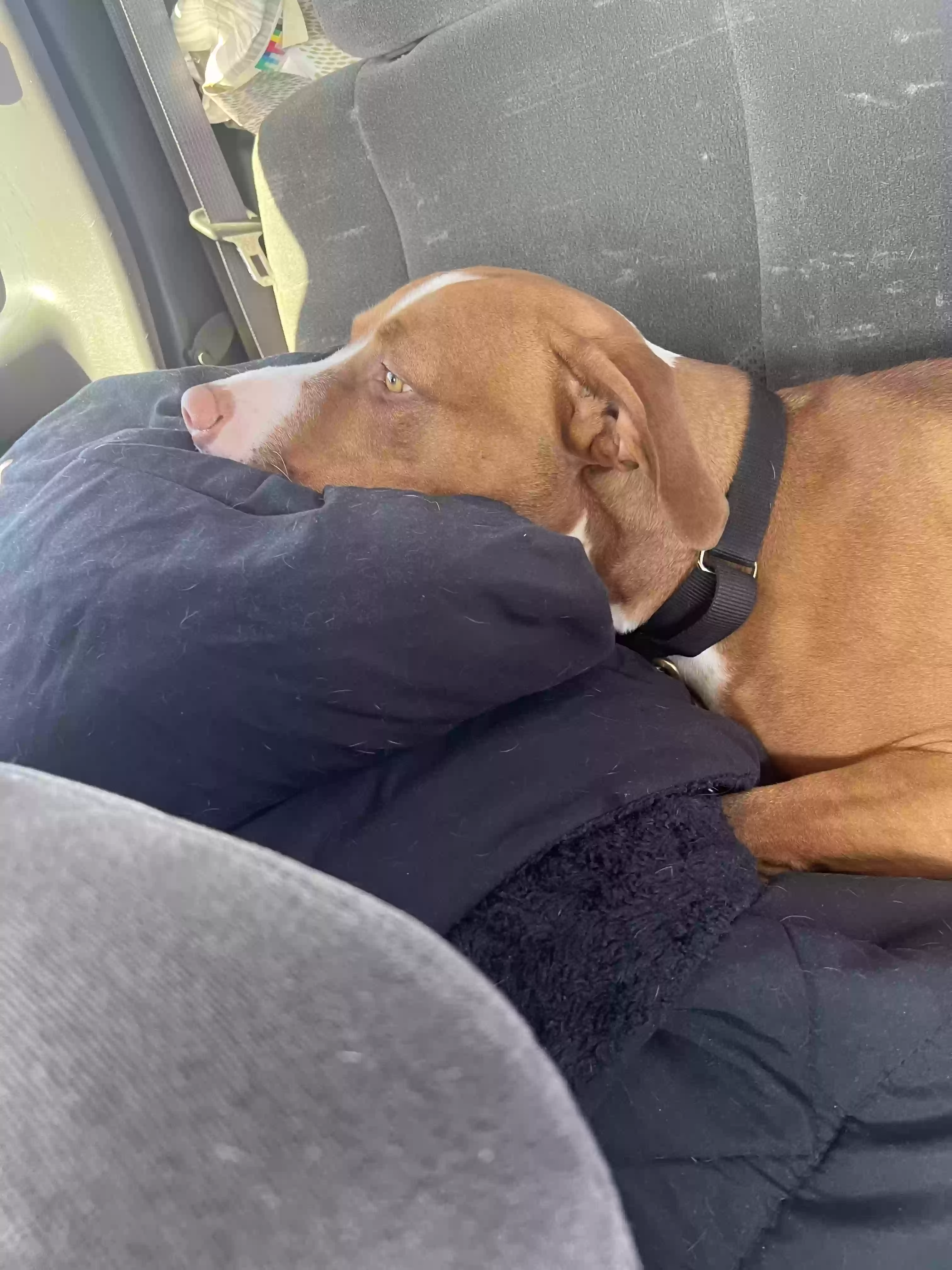 adoptable Dog in San Tan Valley,AZ named milo
