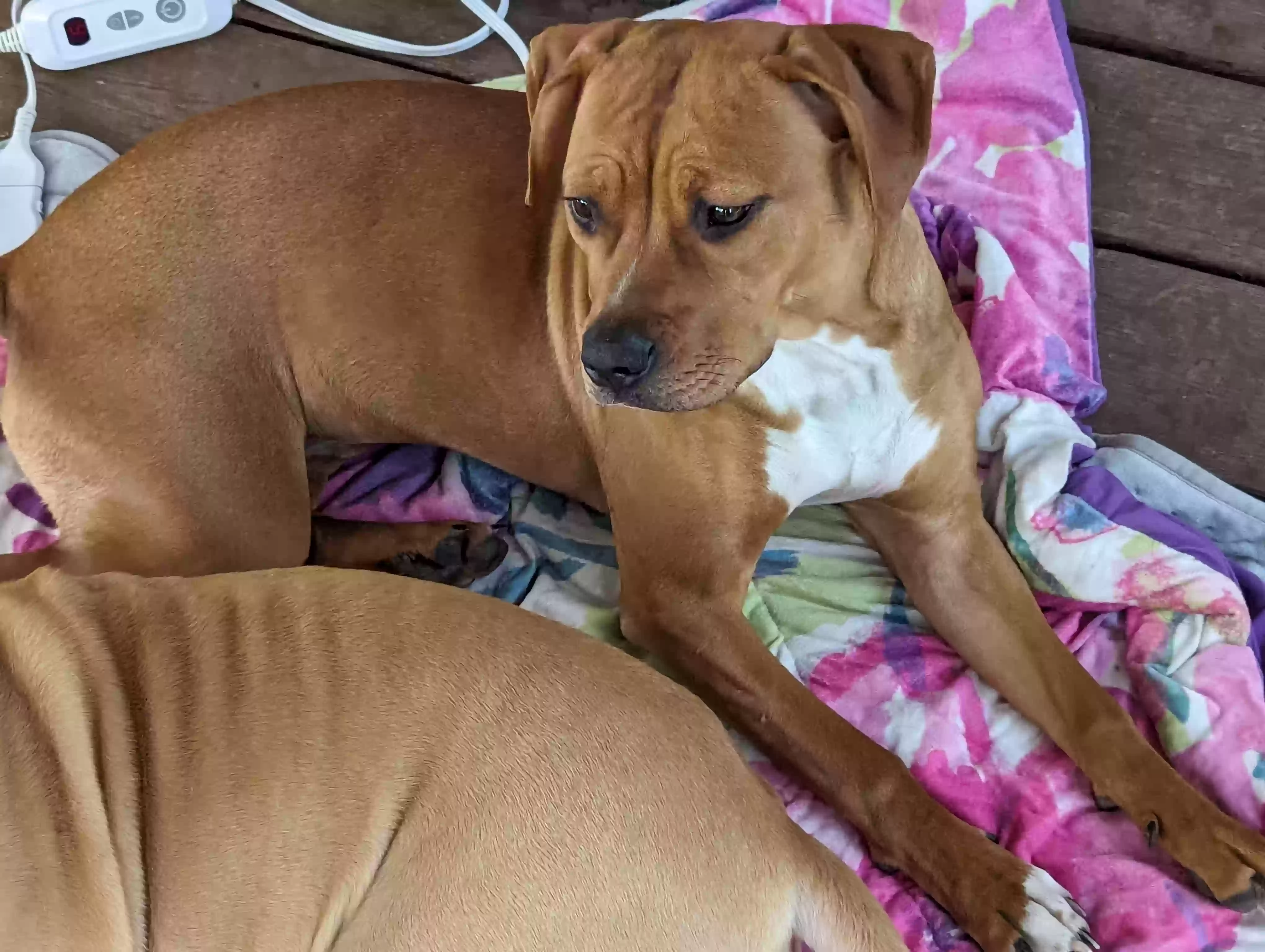 adoptable Dog in Marietta,GA named Penny