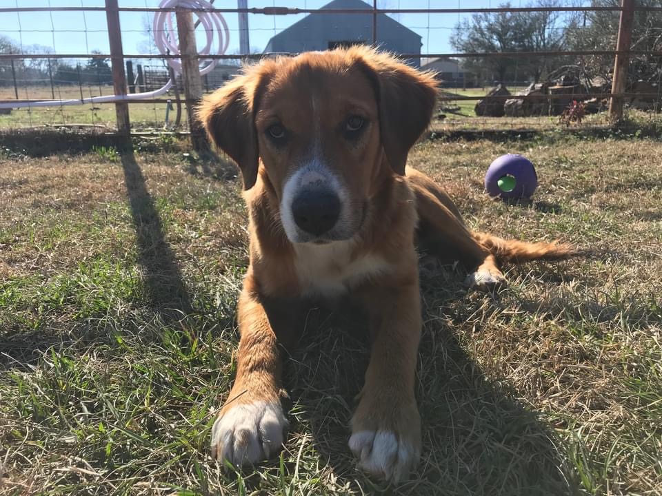 adoptable Dog in Van,TX named Alice