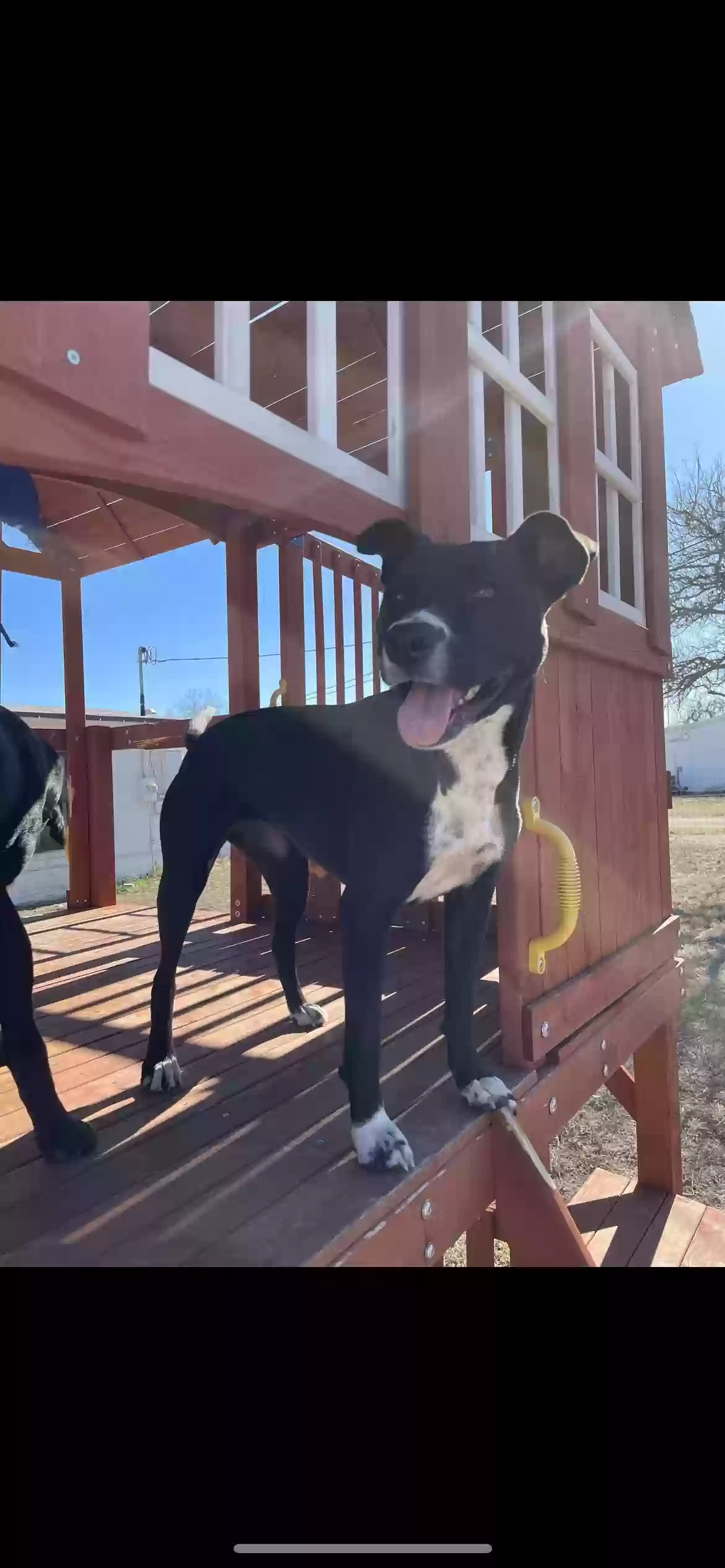 adoptable Dog in Kingsville,TX named Lina