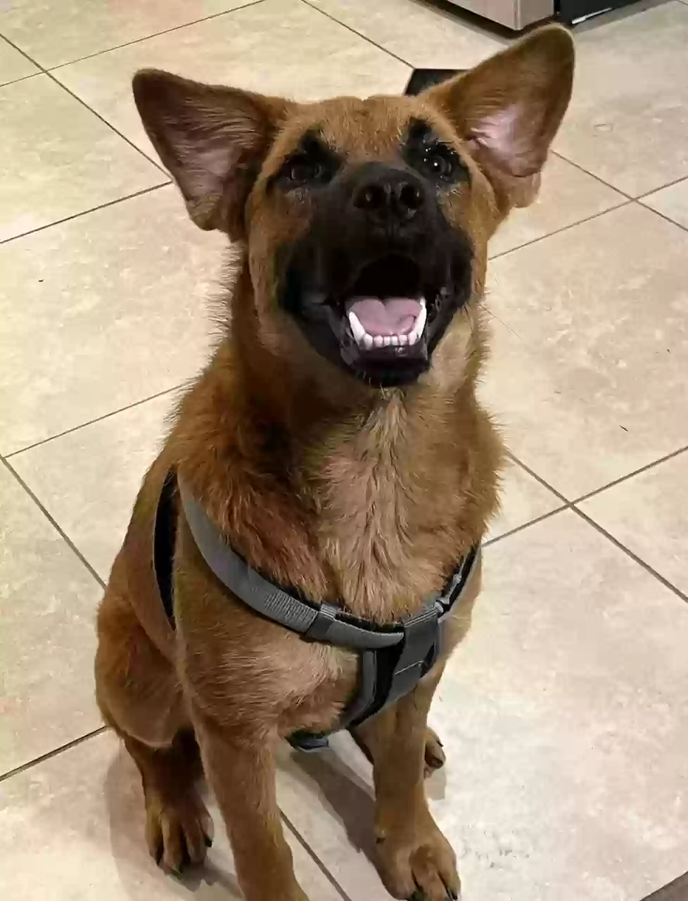 adoptable Dog in Missouri City,TX named Ranger