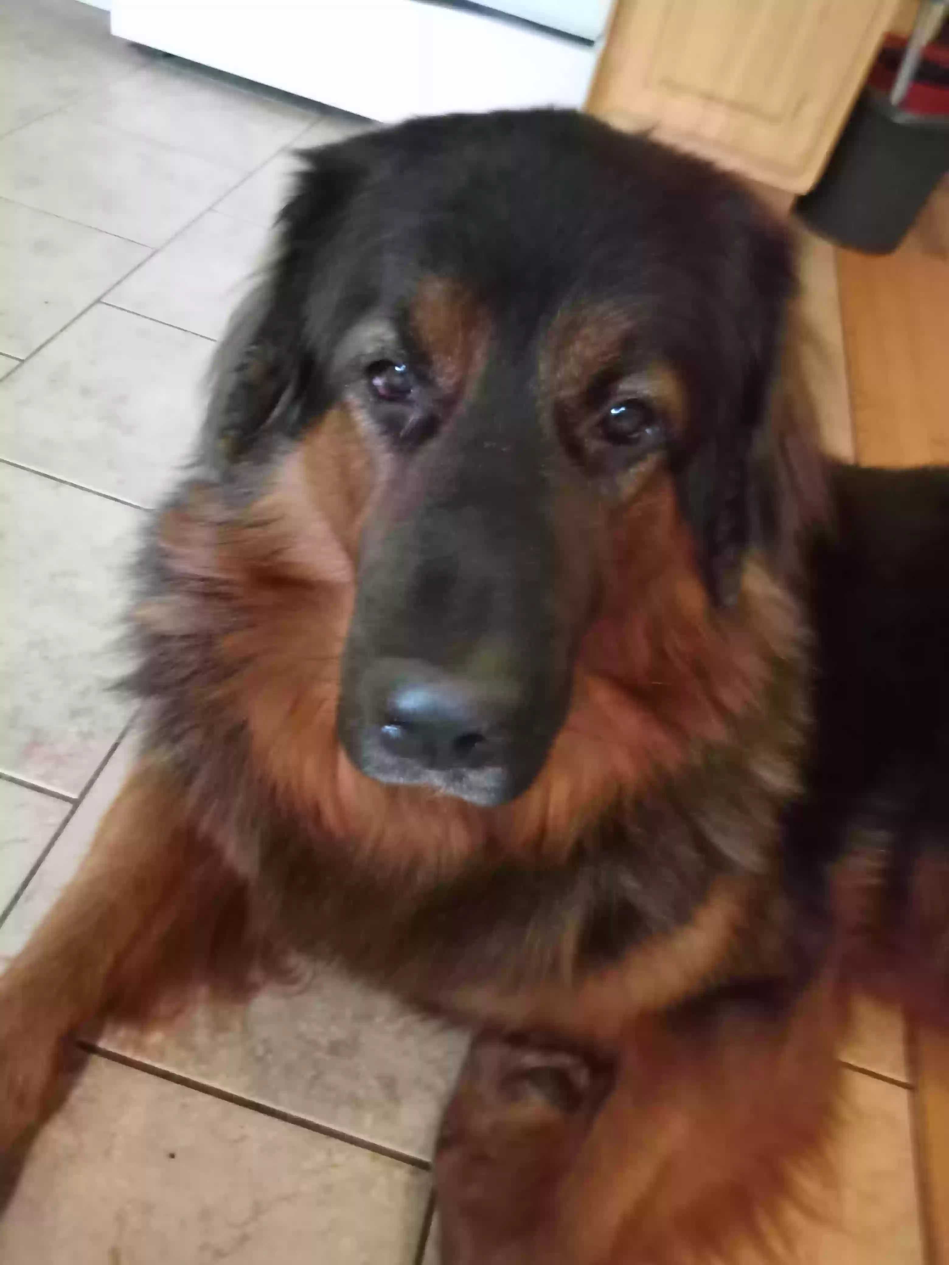 adoptable Dog in Buffalo,NY named Mac