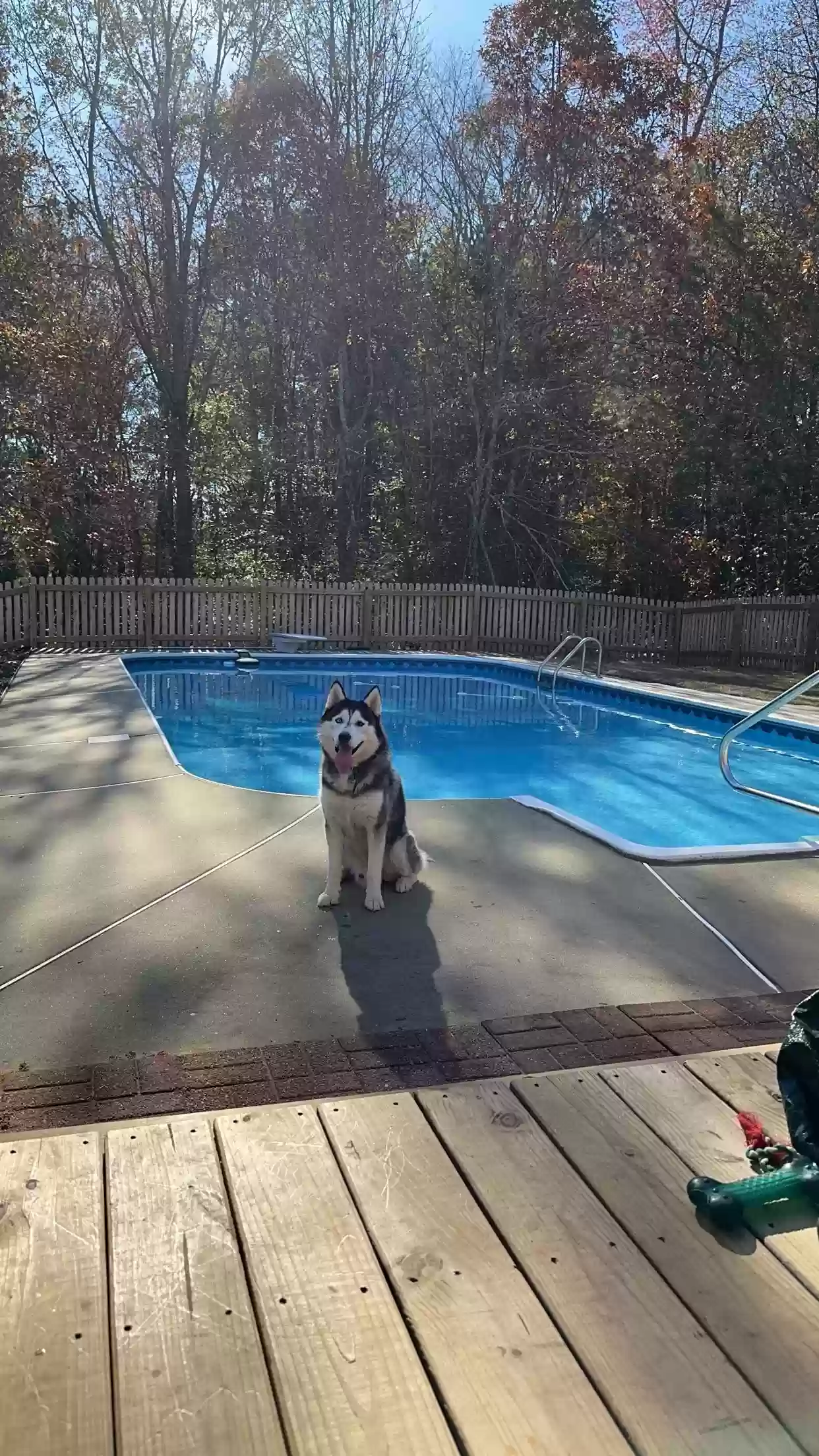 adoptable Dog in Milledgeville,GA named Polar