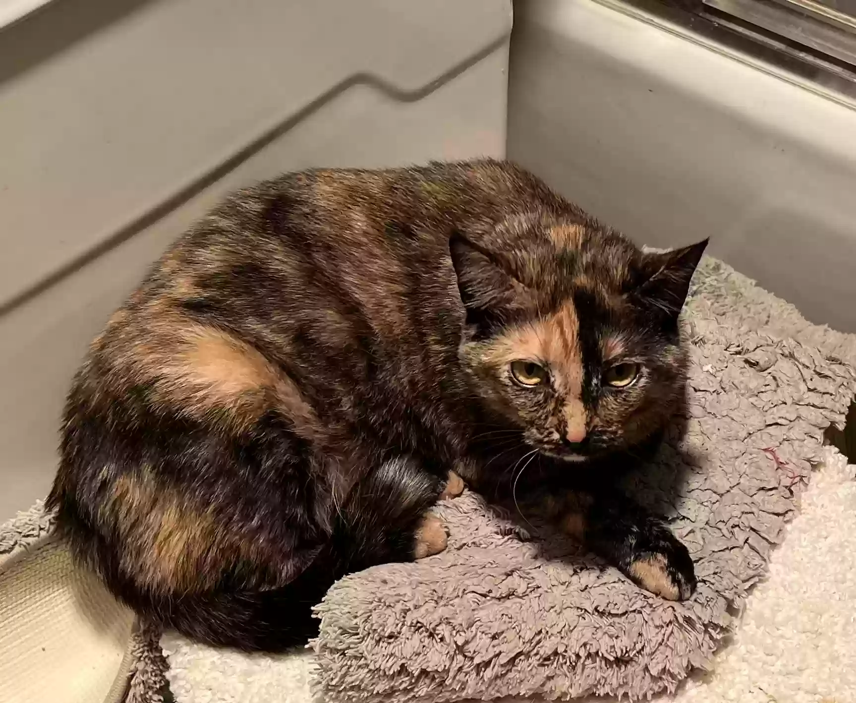 adoptable Cat in Birmingham,AL named Rosie