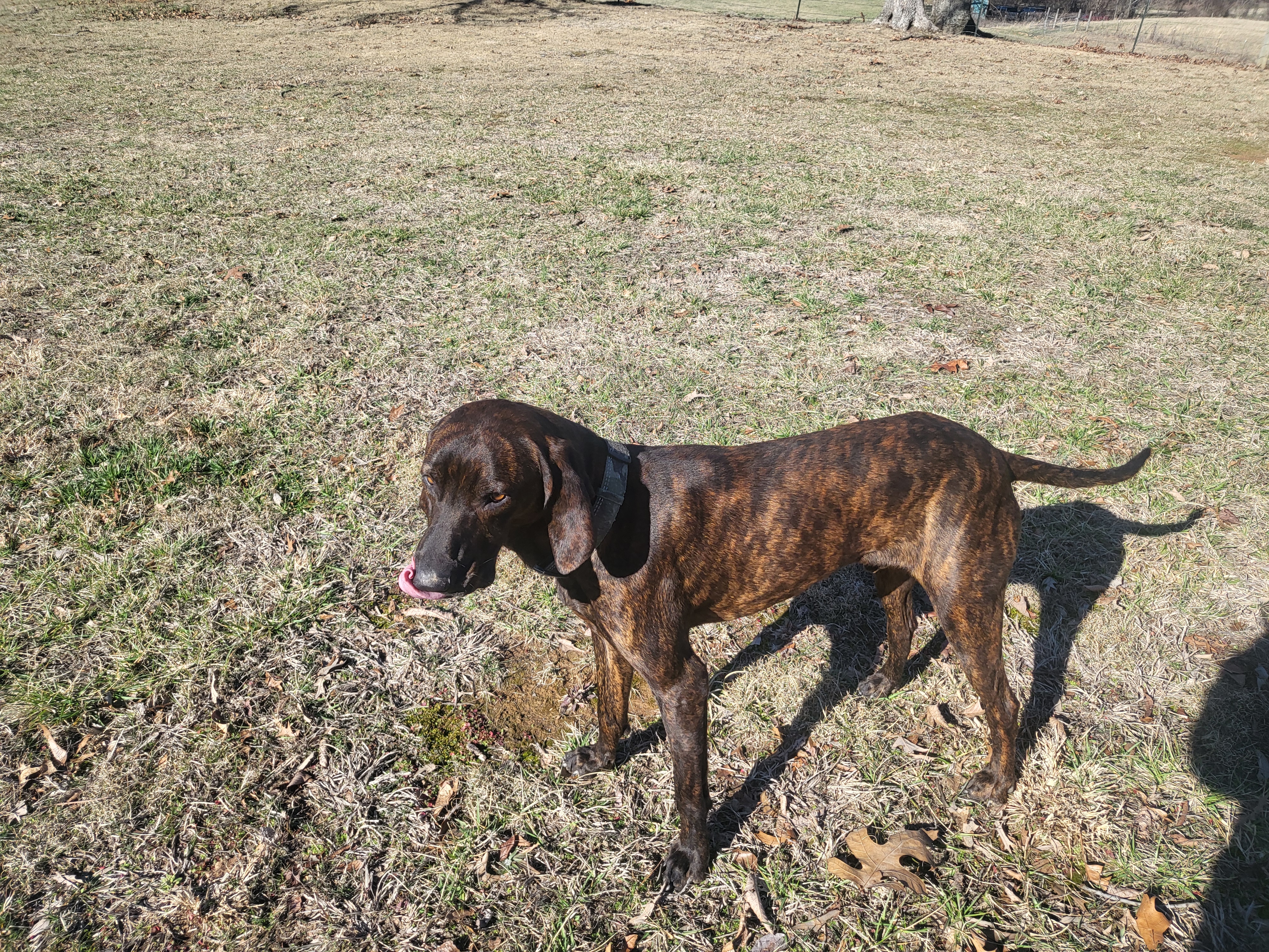 adoptable Dog in Adams,TN named Butch
