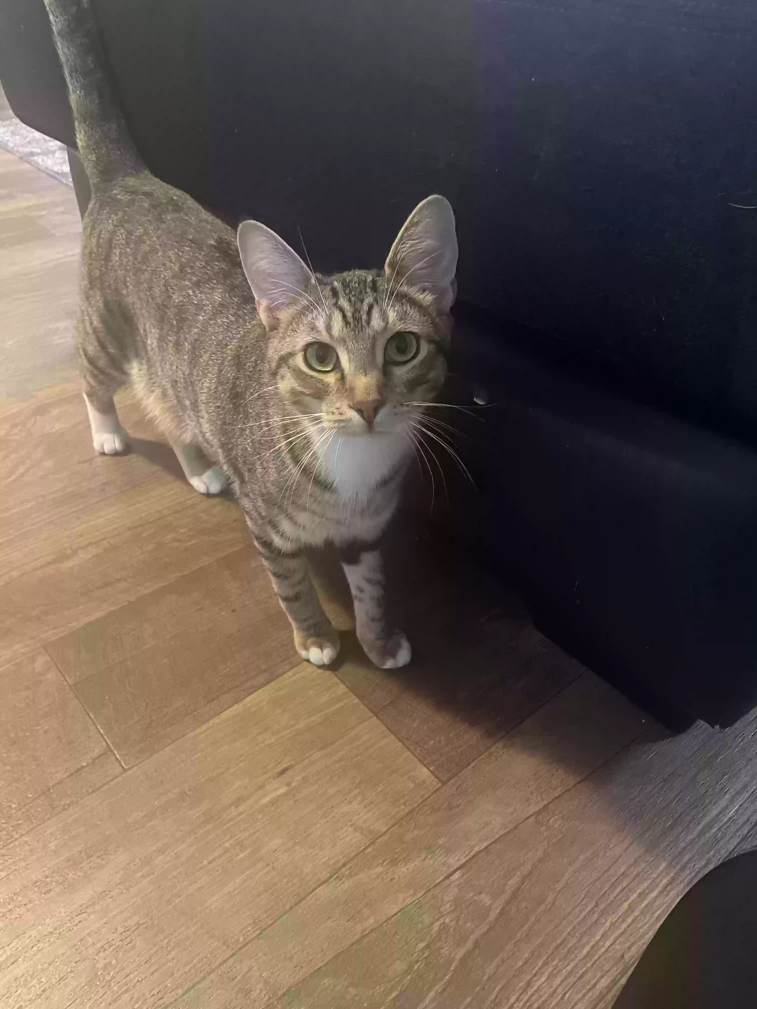 adoptable Cat in Kalispell,MT named Kit Kat