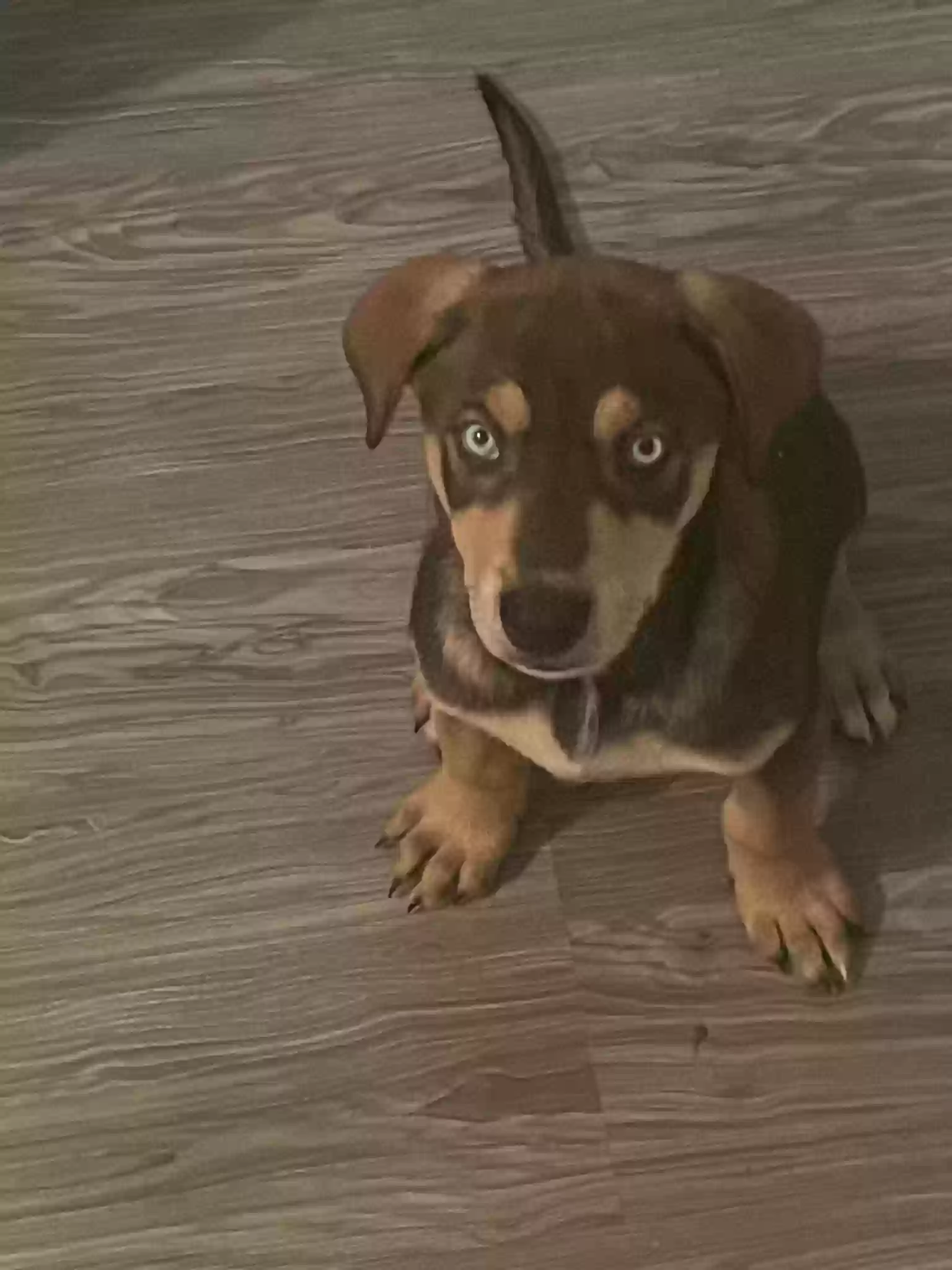 adoptable Dog in Covina,CA named 