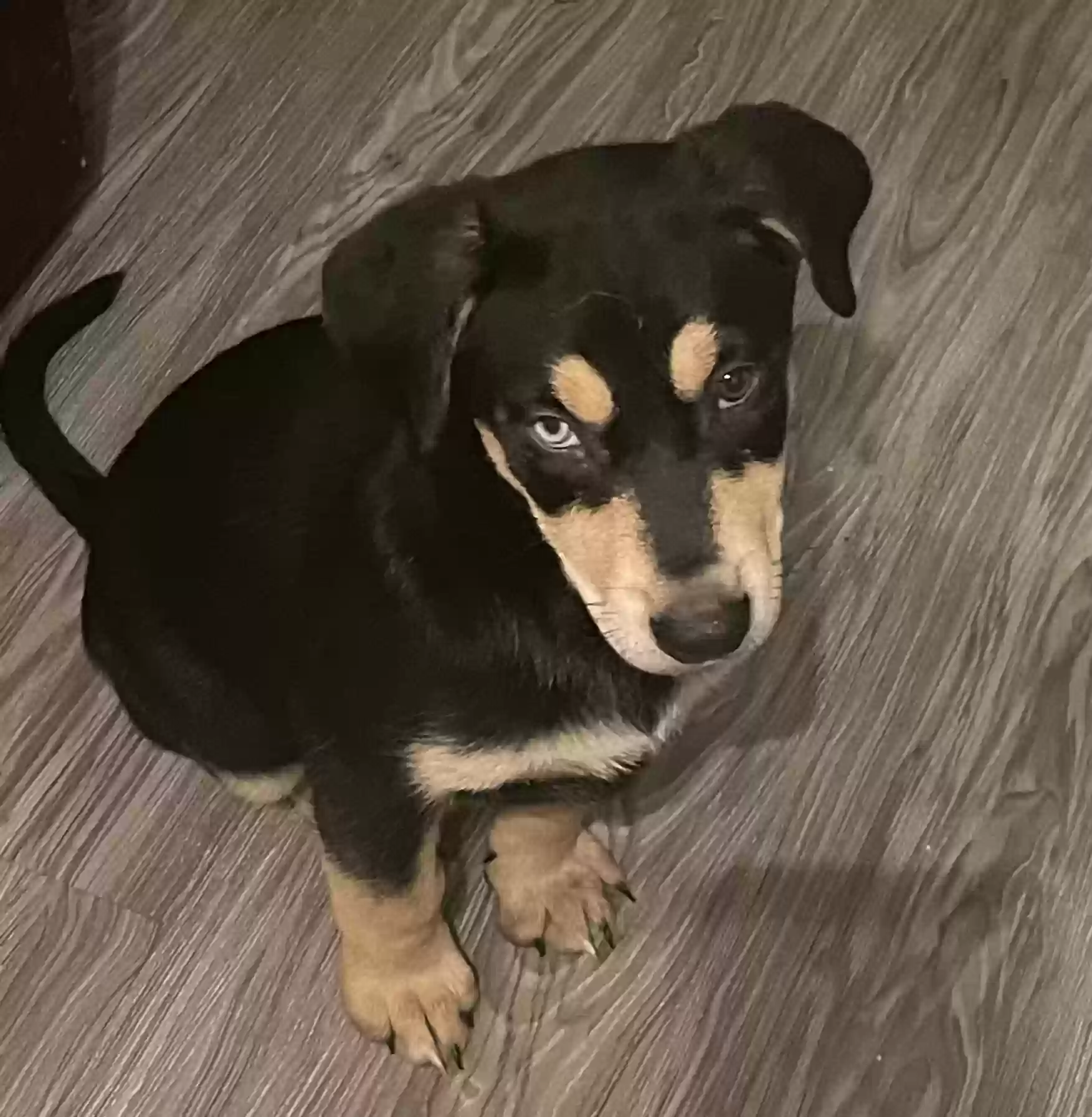 adoptable Dog in Covina,CA named 