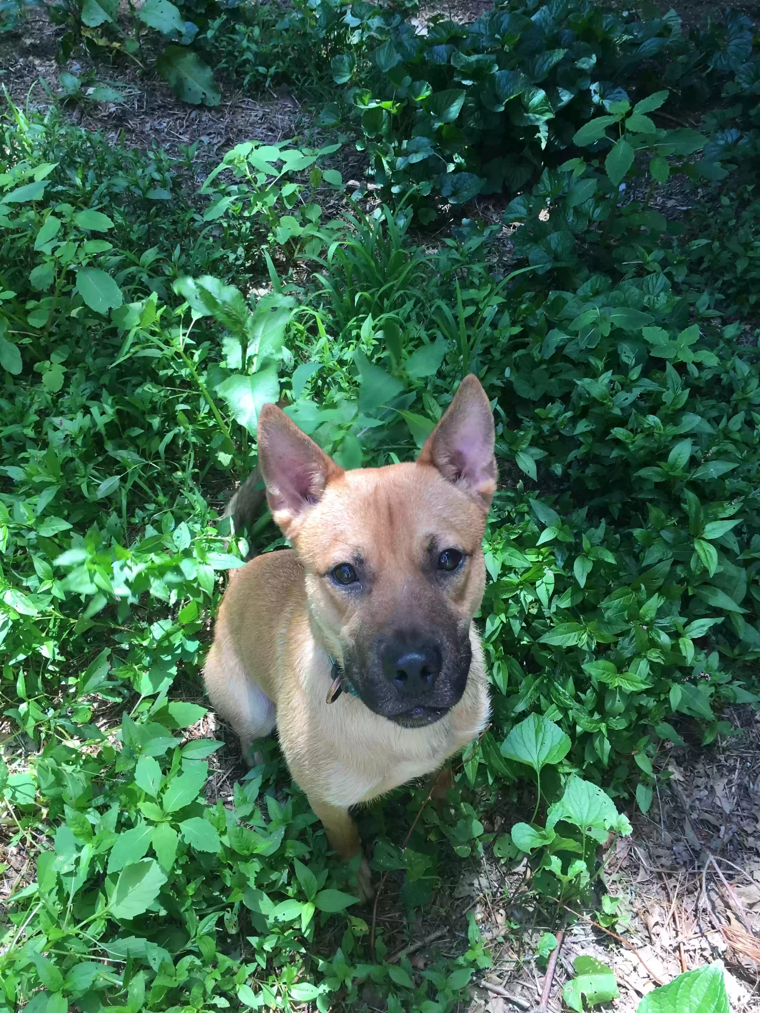 adoptable Dog in Tolland,CT named Georgie