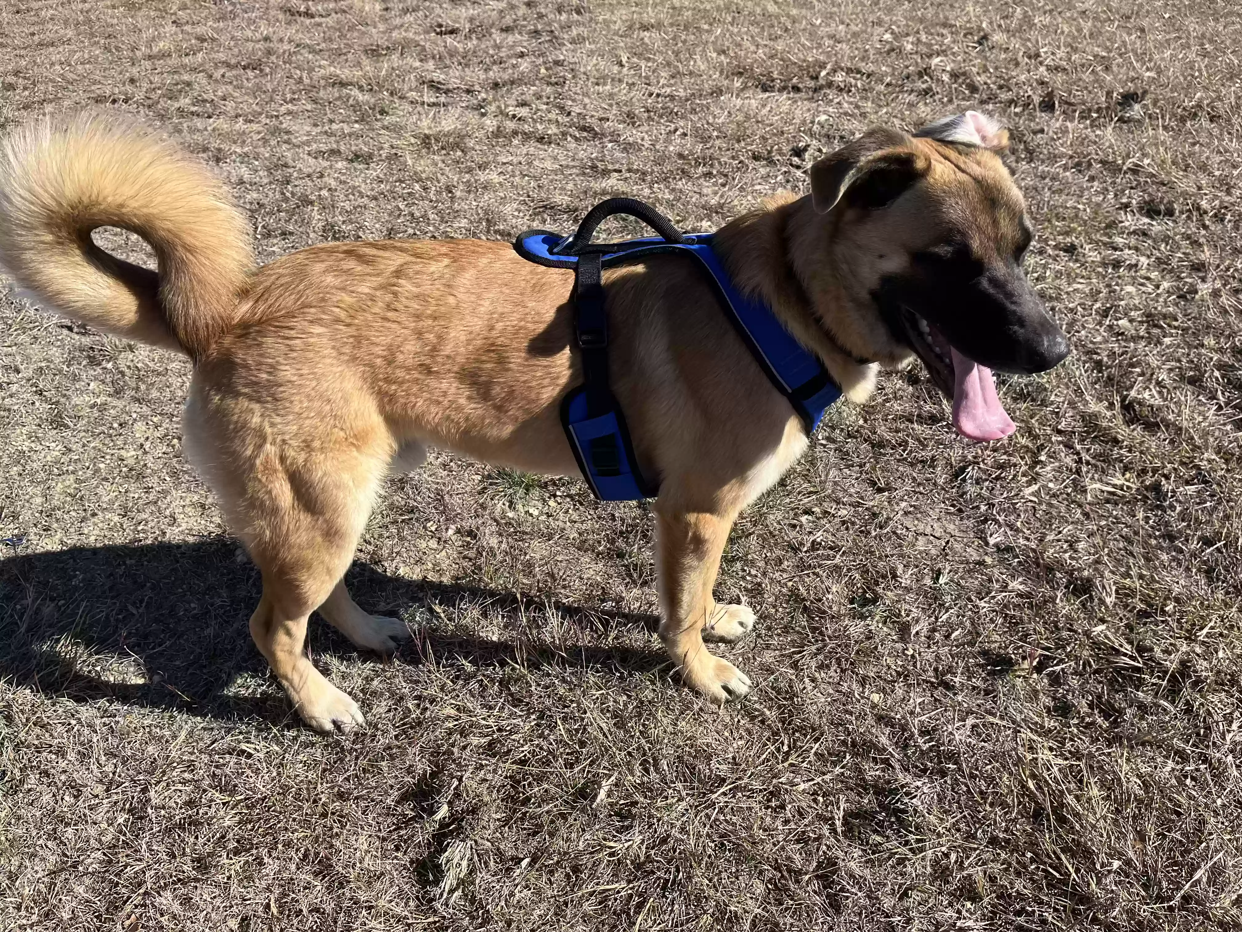 adoptable Dog in Haslet,TX named Duke