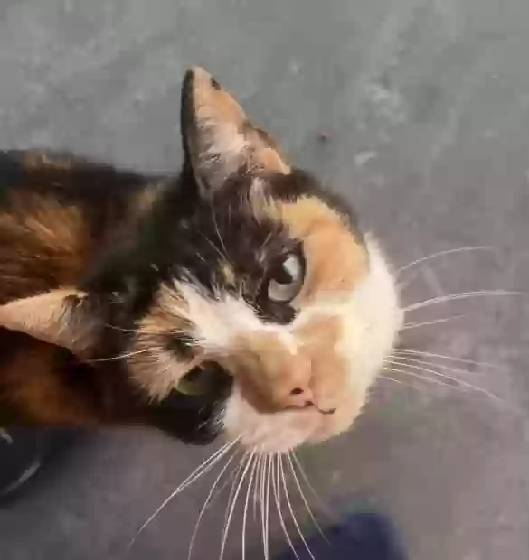 adoptable Cat in Fort Lauderdale,FL named Cutie