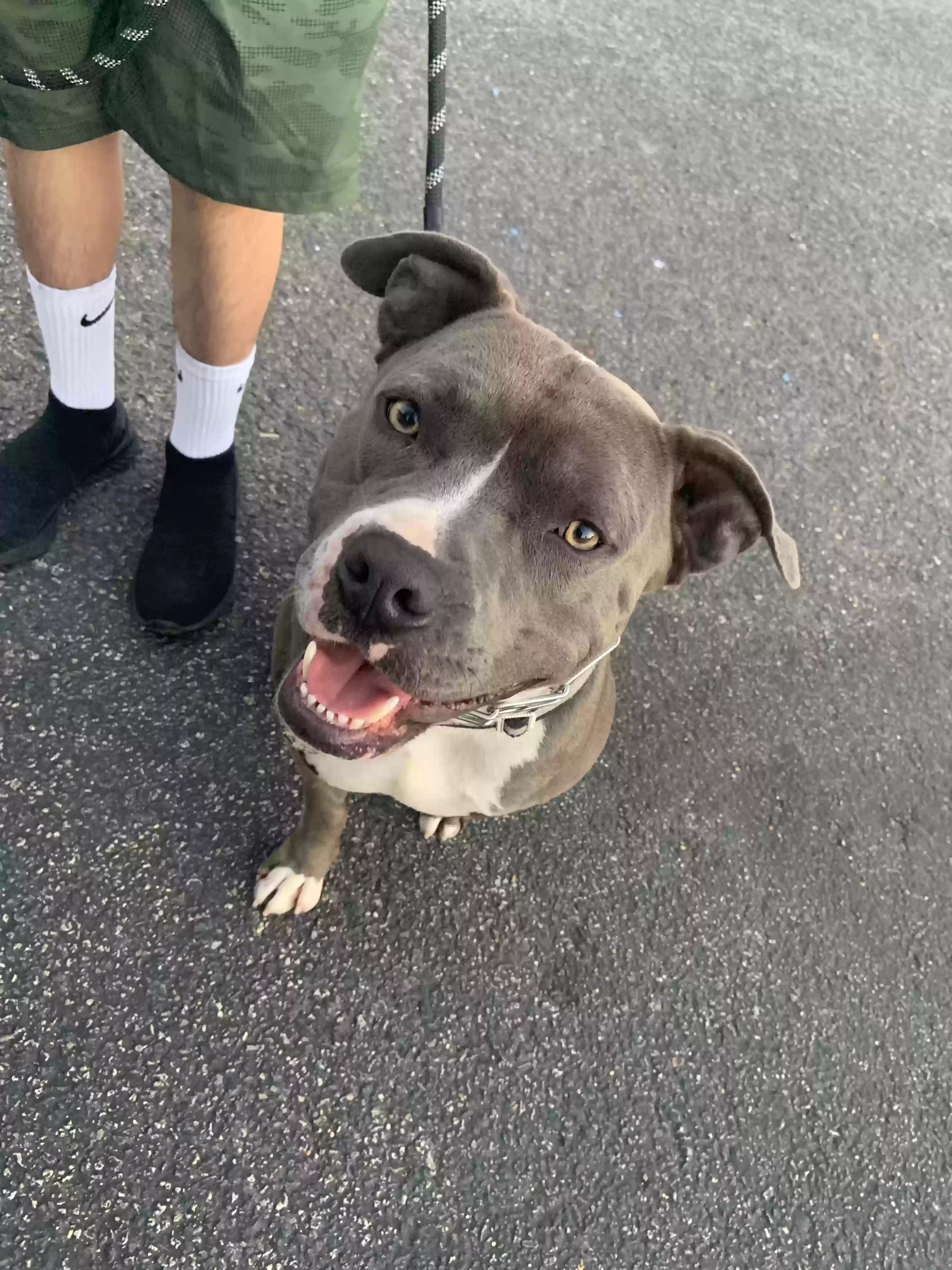 adoptable Dog in Orange,CA named Rocky