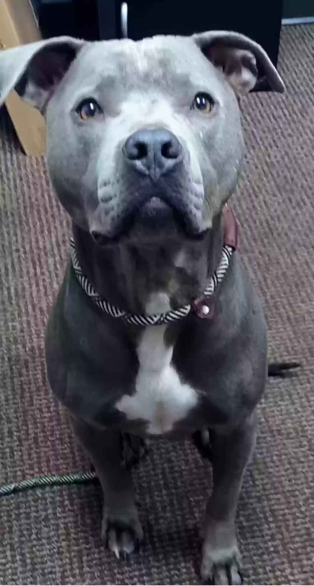 adoptable Dog in Batavia,OH named Scar