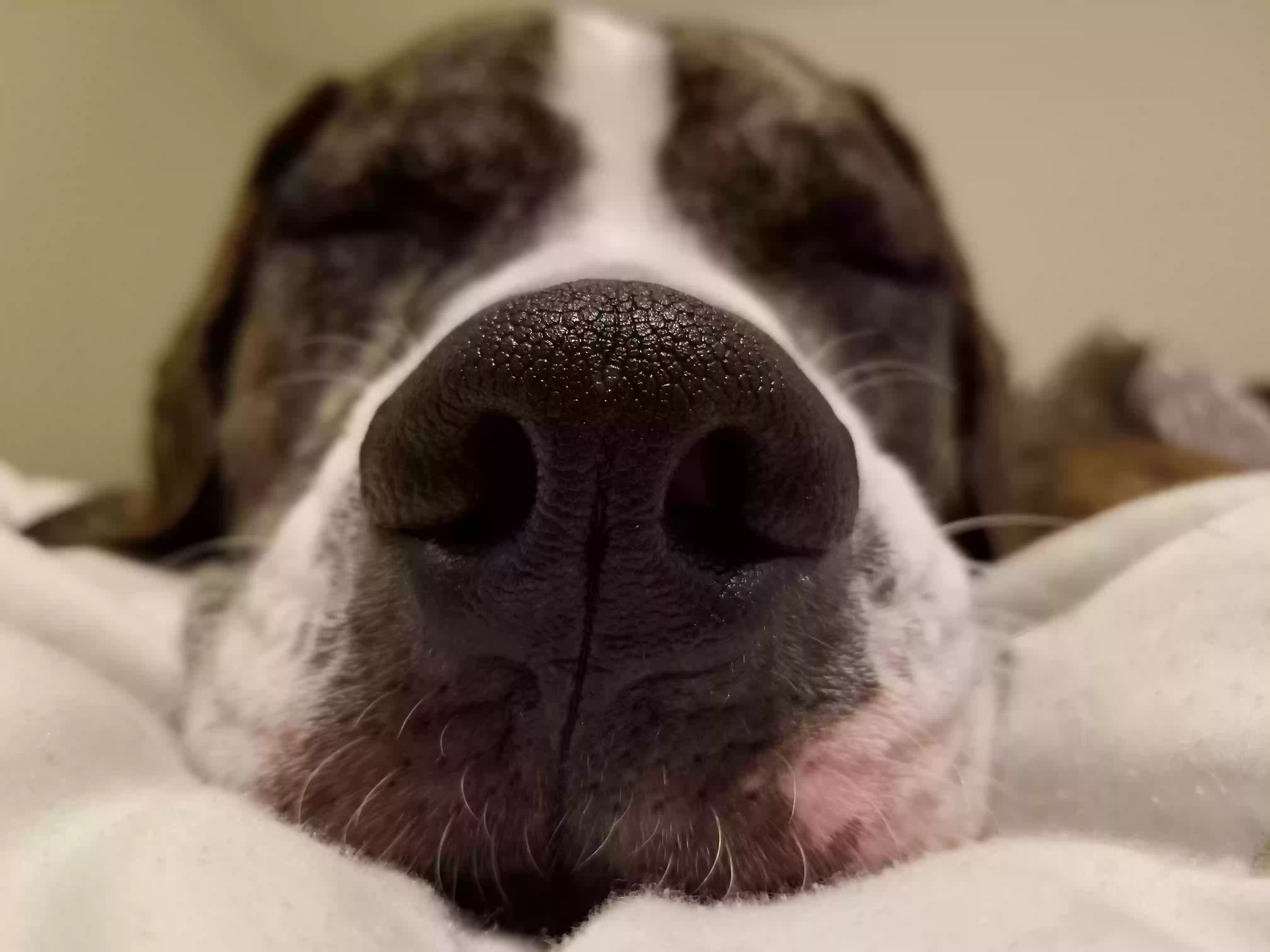 adoptable Dog in Melbourne,FL named Brady