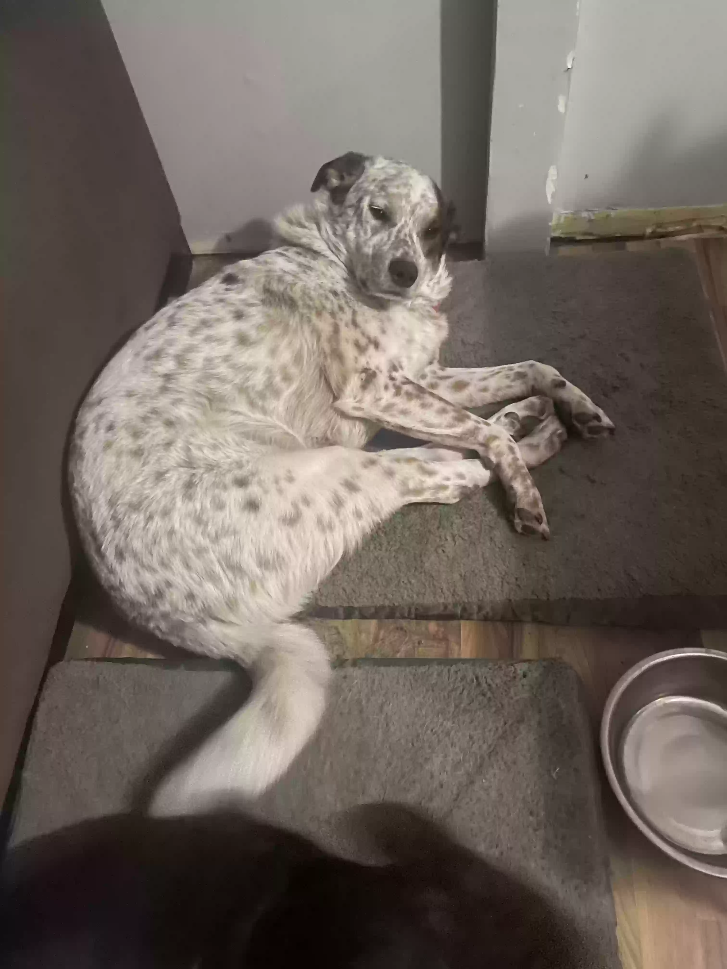 adoptable Dog in Weston,MO named Baxter