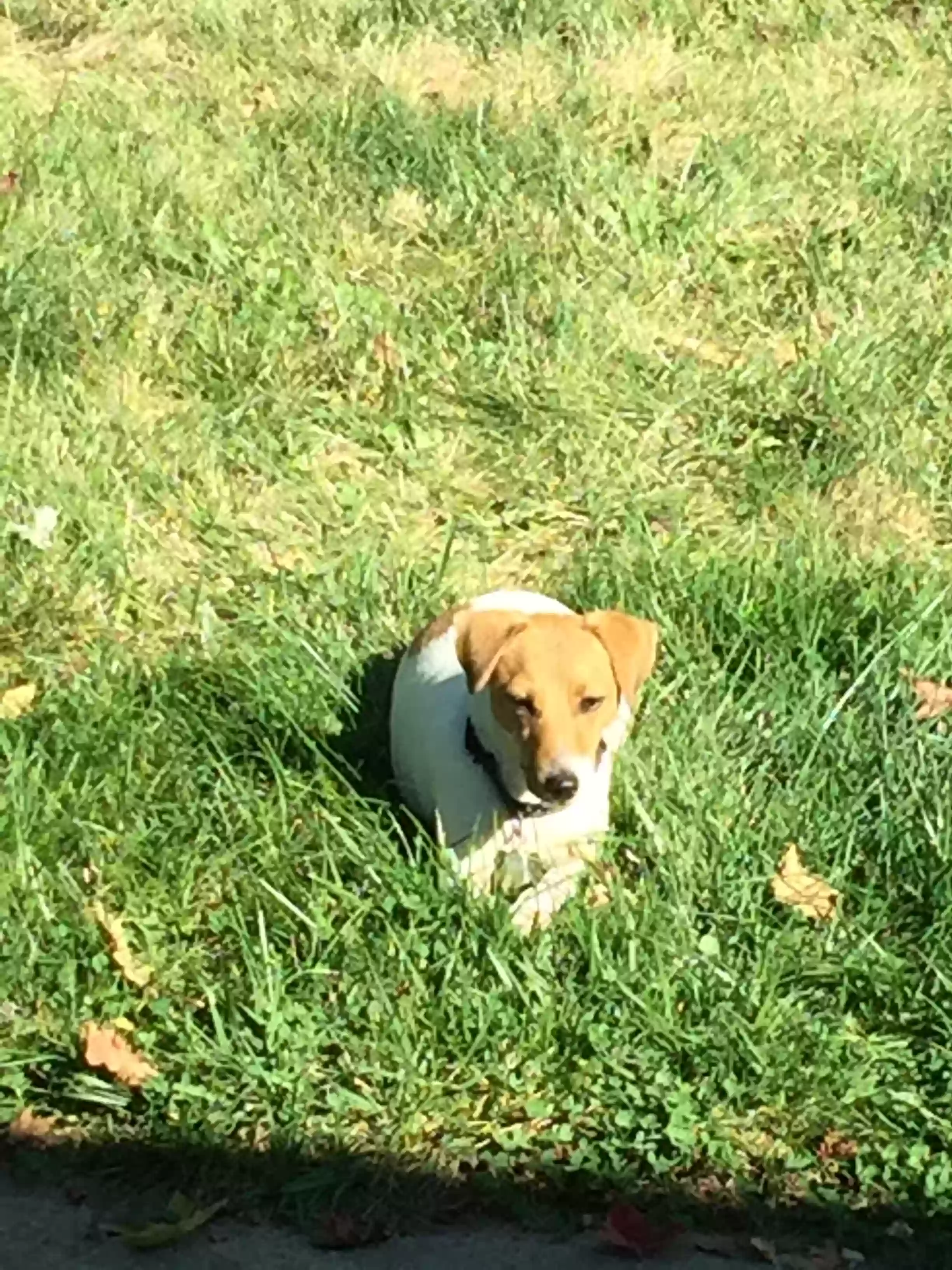 adoptable Dog in Dayton,OH named Bridget