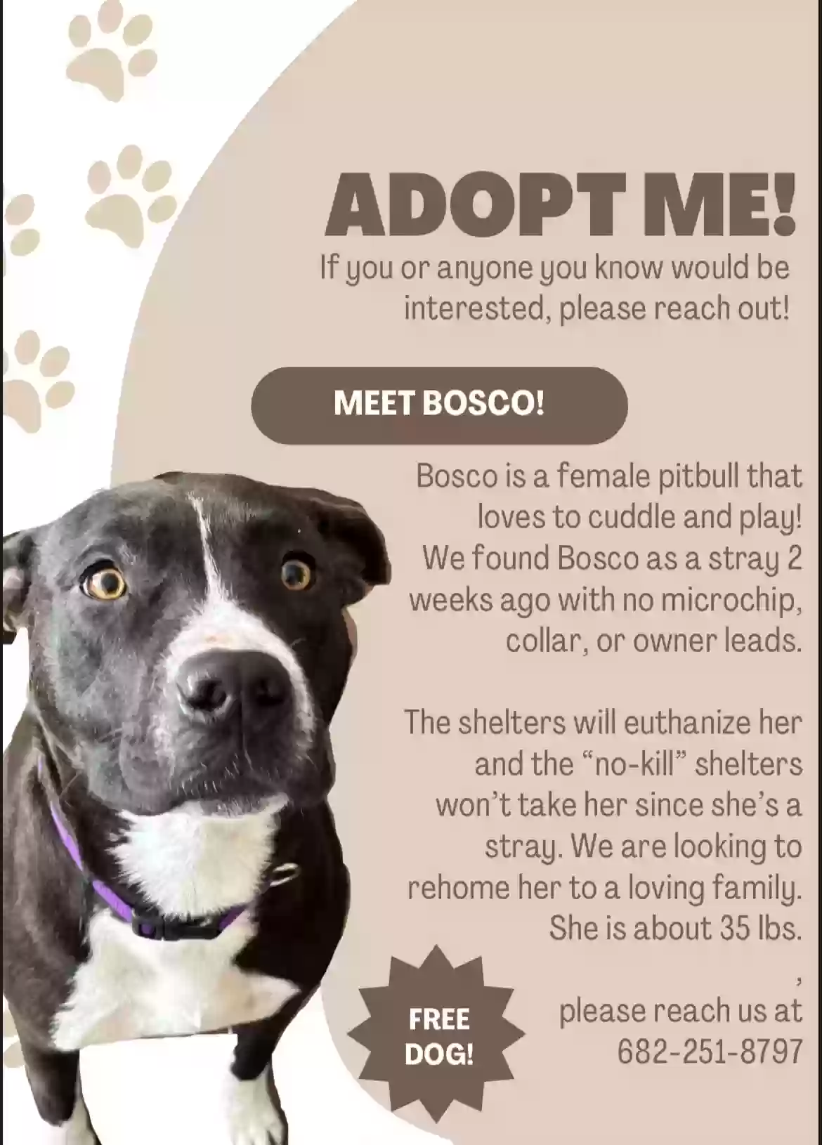 adoptable Dog in Grand Prairie,TX named Bosco