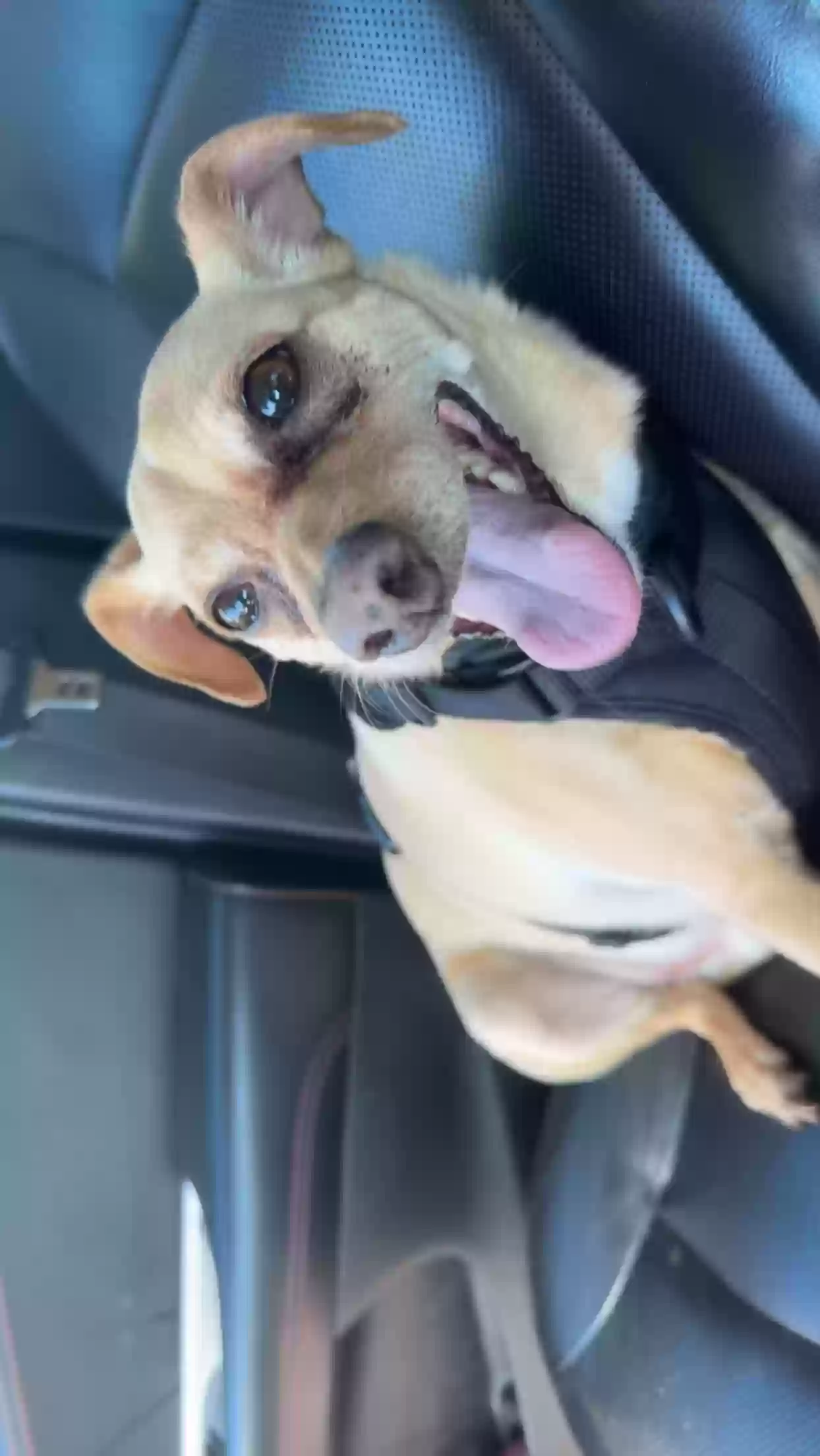 adoptable Dog in Aurora,CO named Crash