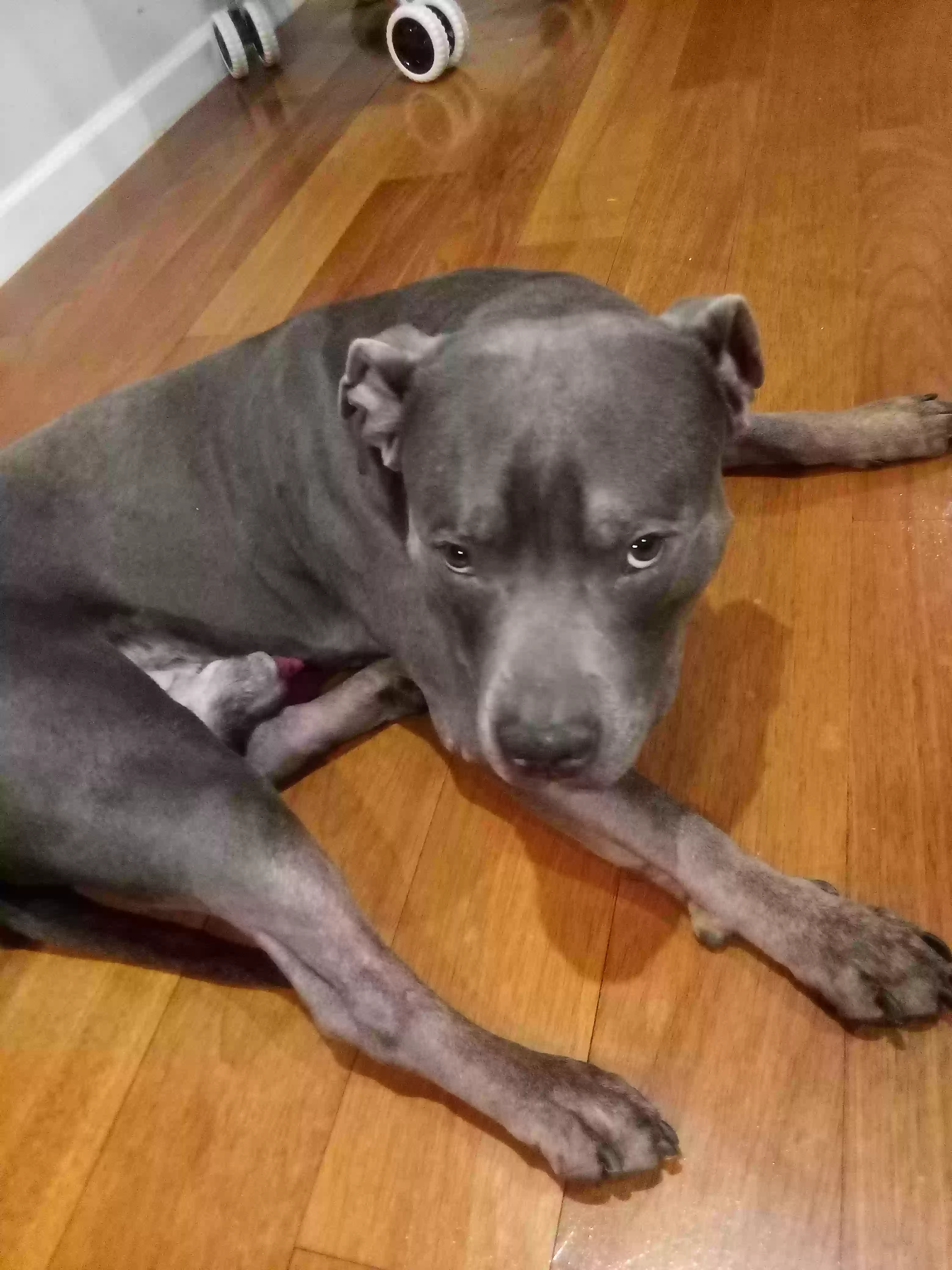 adoptable Dog in Bronx,NY named Capone