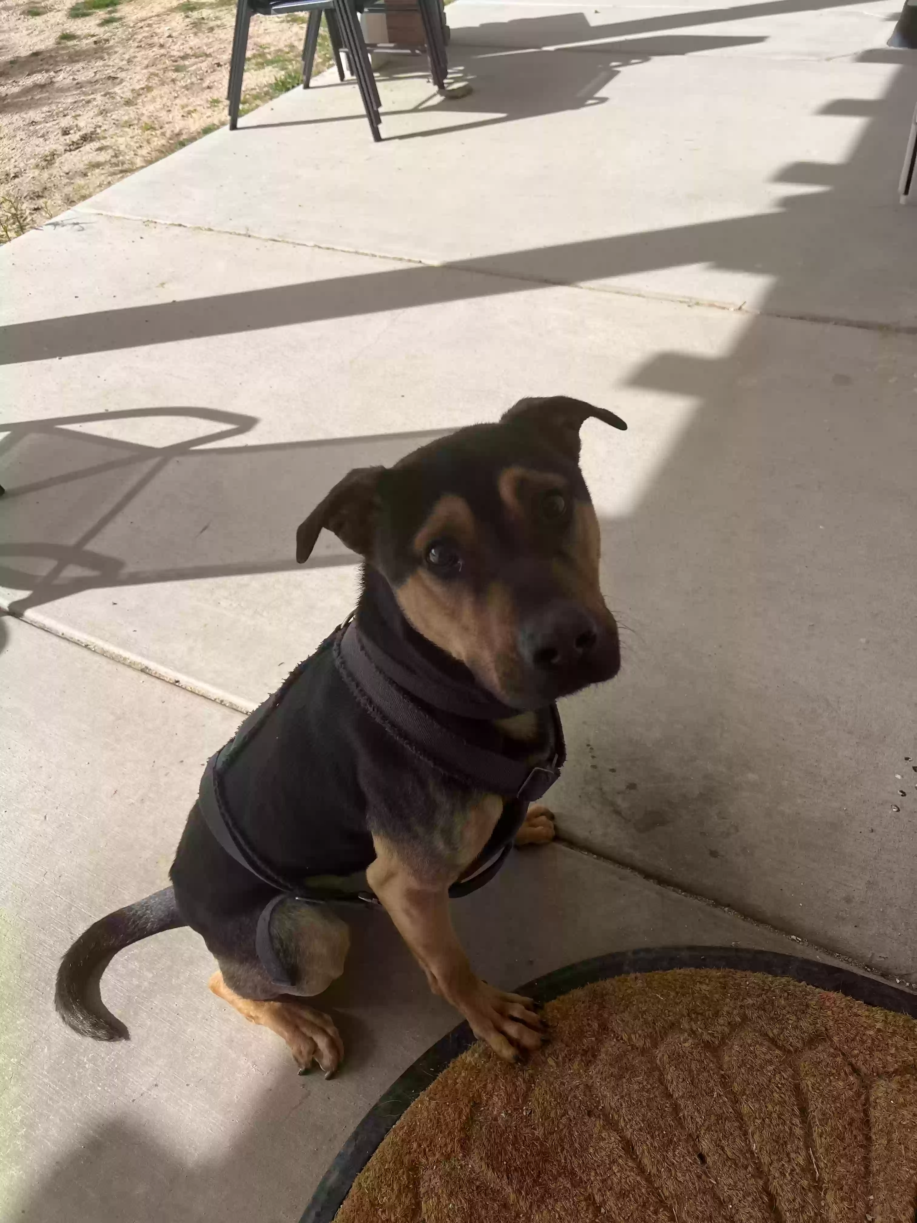 adoptable Dog in Apple Valley,CA named Kenai