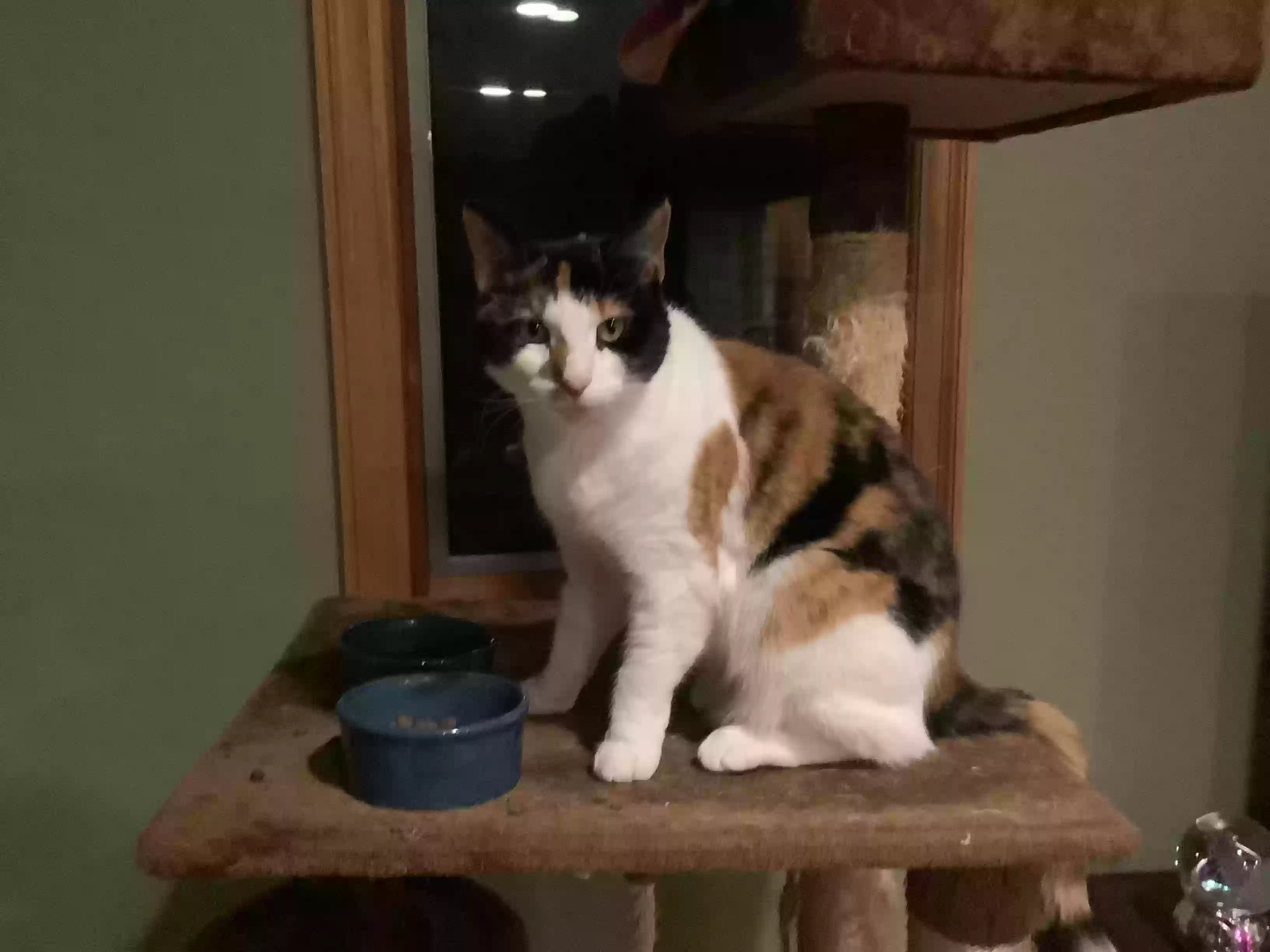 adoptable Cat in Cold Spring Harbor,NY named Clover