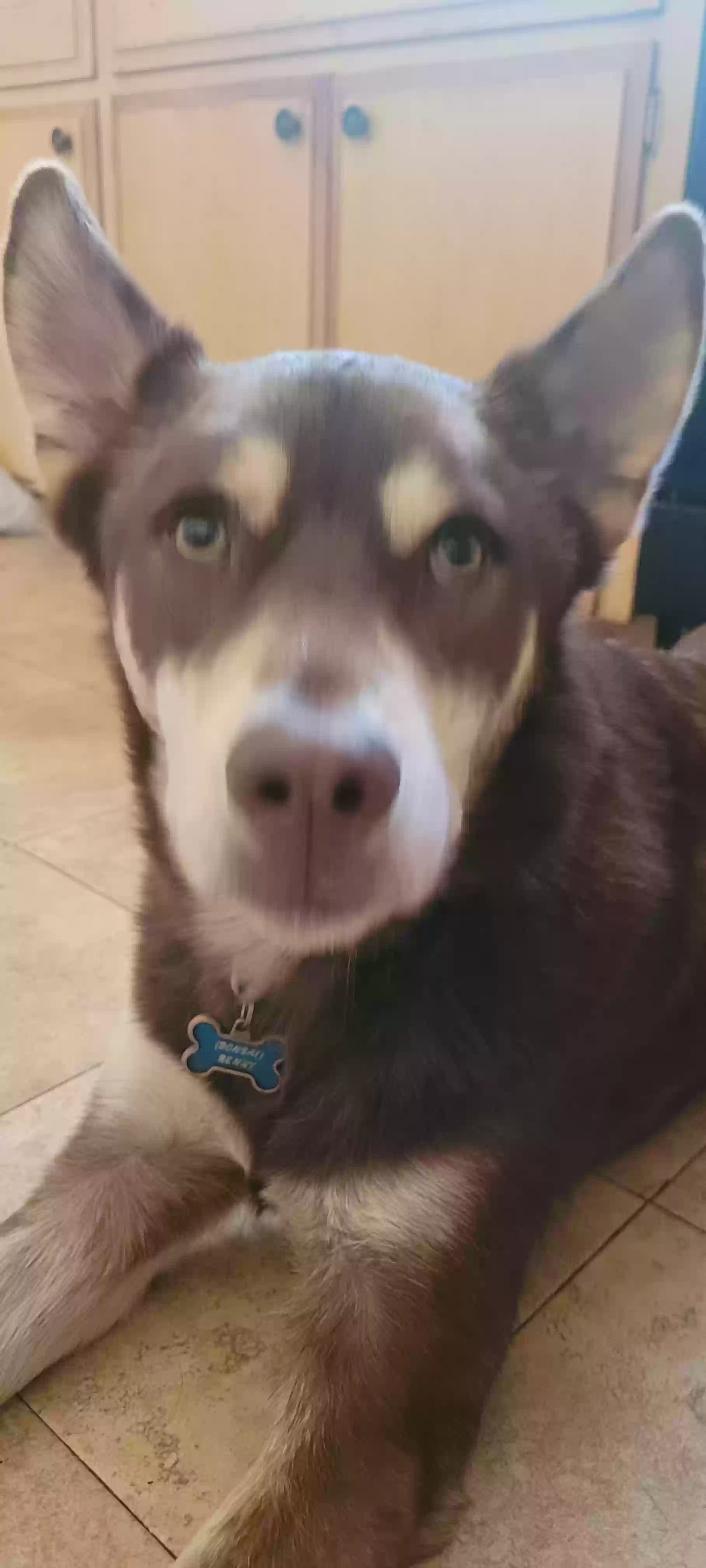 adoptable Dog in San Diego,CA named Bonsai Benny