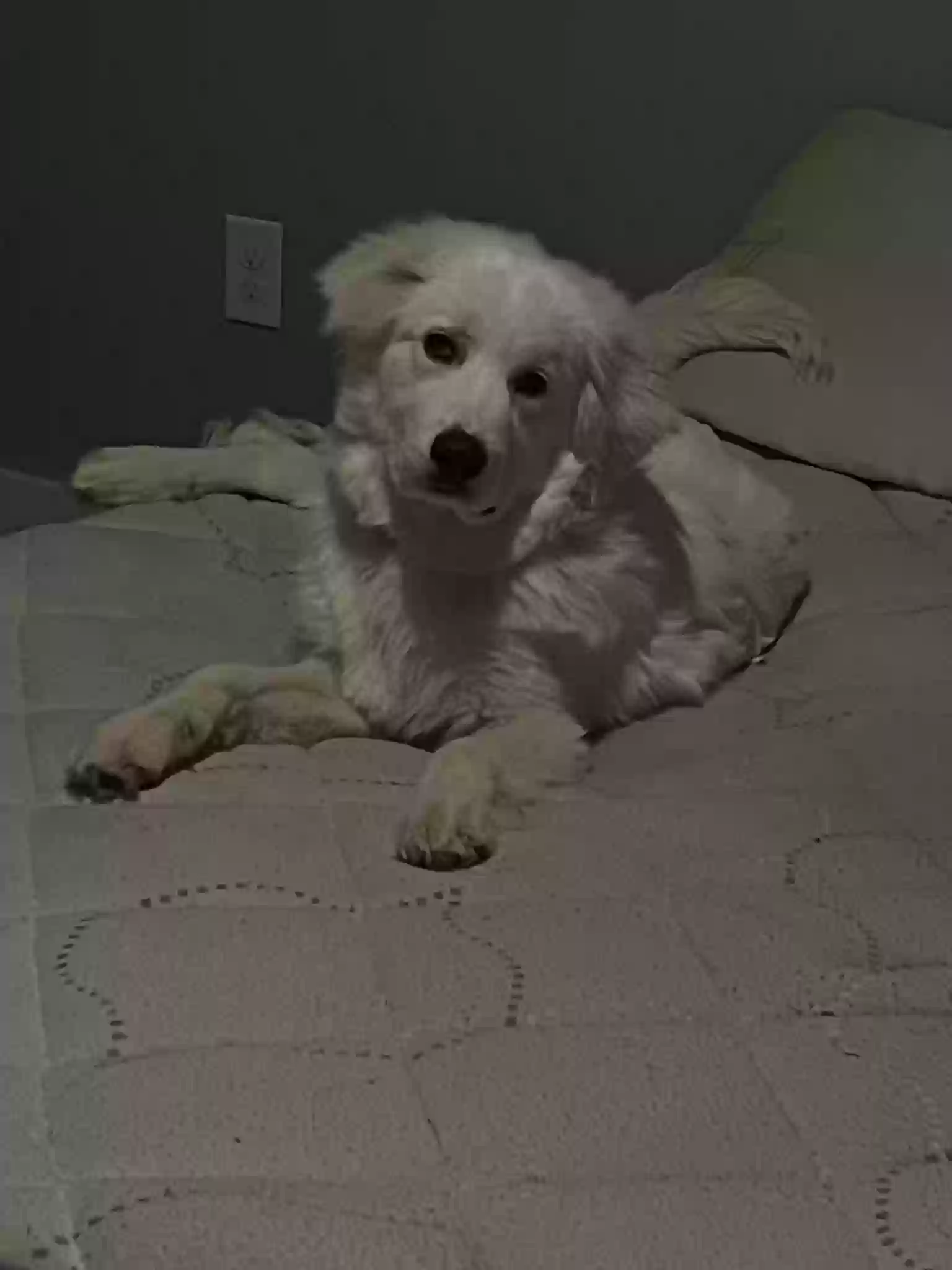 adoptable Dog in Richmond,TX named Bentley