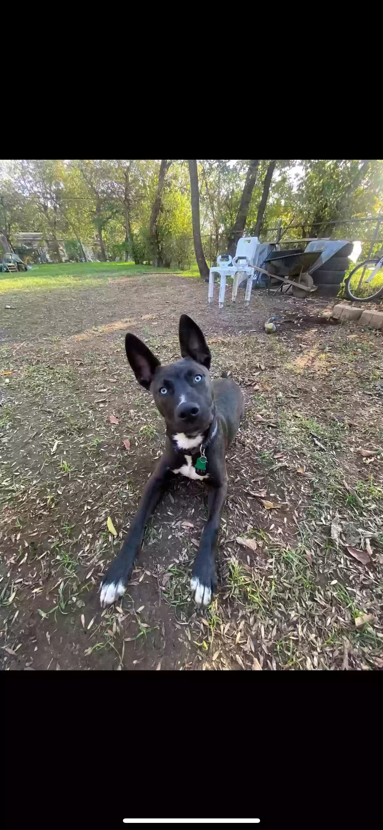 adoptable Dog in Celina,TX named Zuez
