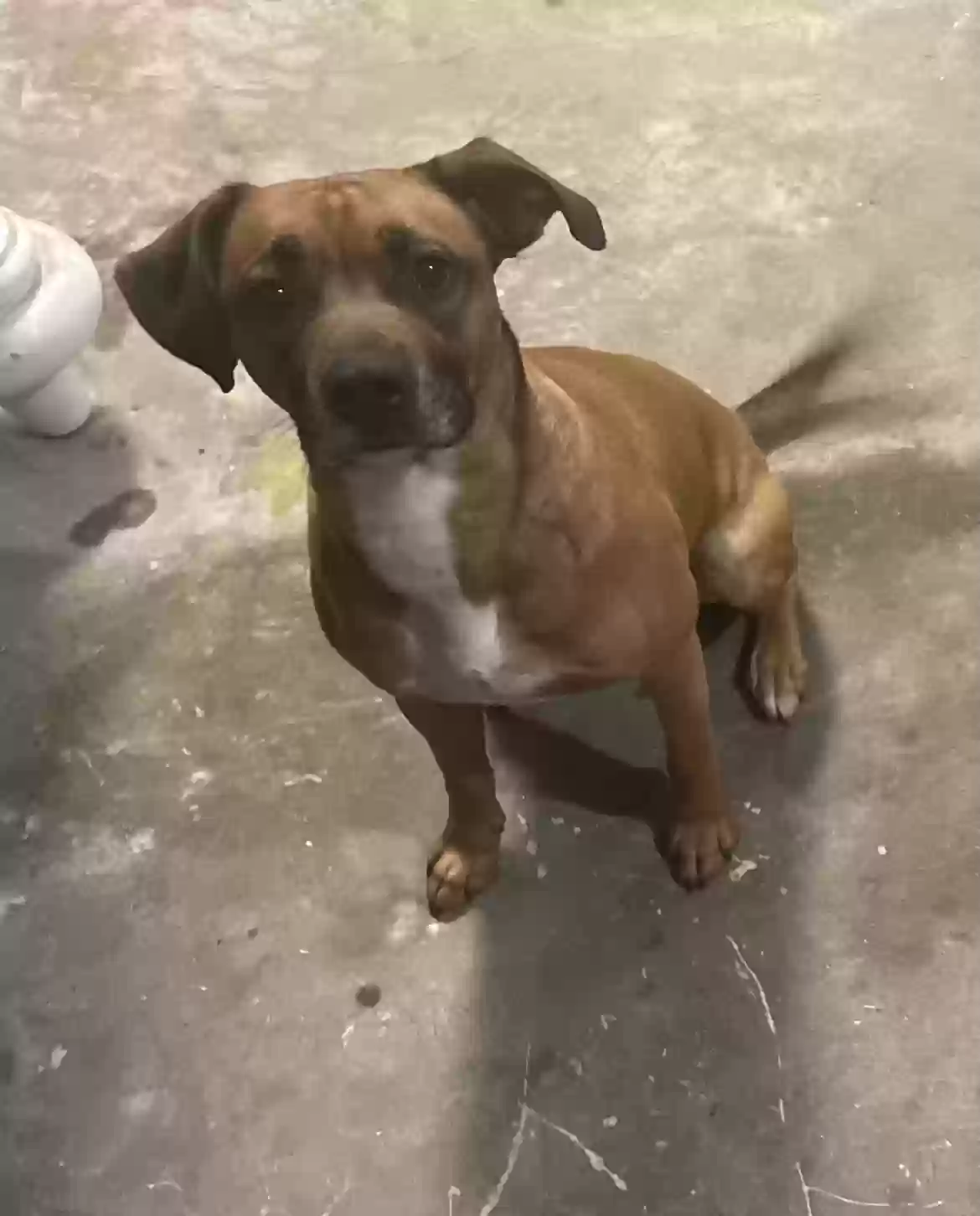 adoptable Dog in Randolph,MA named Tako