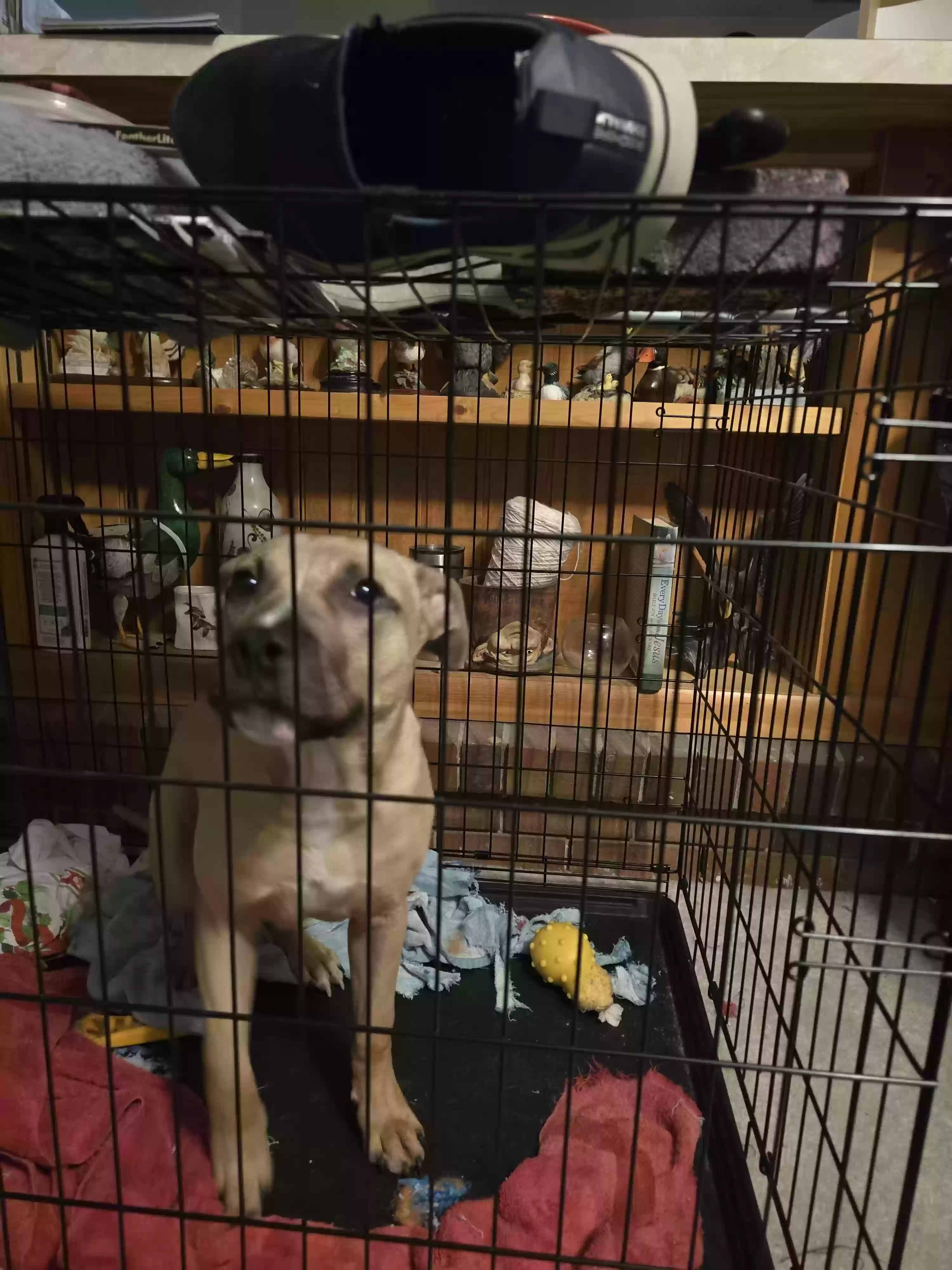 adoptable Dog in Columbus,GA named Dusty