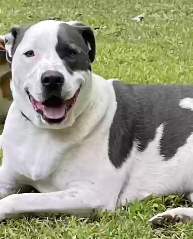 adoptable Dog in Covington,GA named Hank