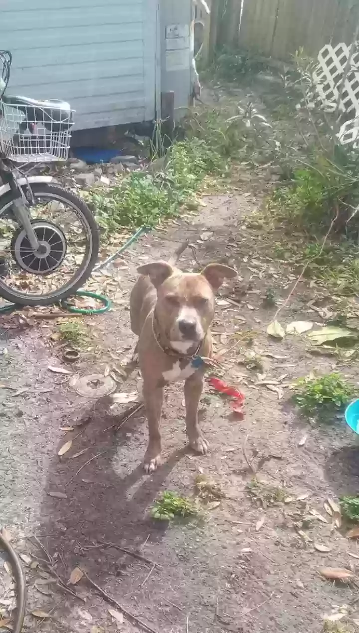 adoptable Dog in Port Charlotte,FL named Brunswick