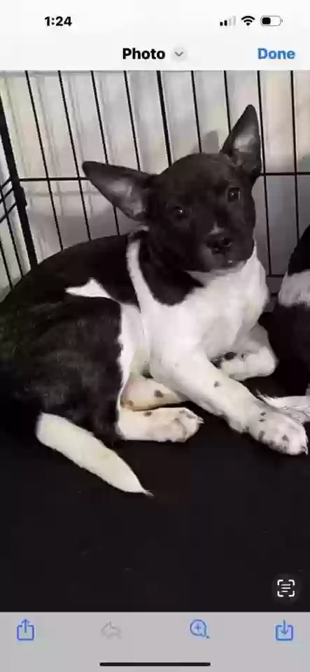 adoptable Dog in Chester,VA named Dixie