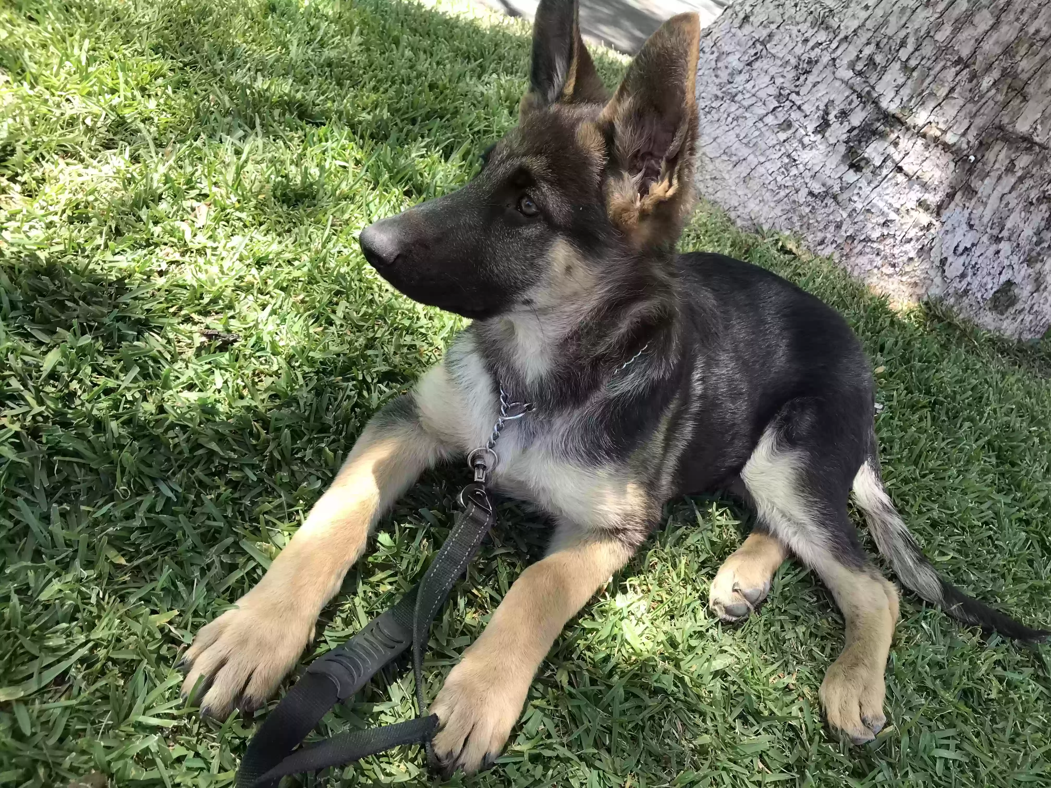 adoptable Dog in Pacoima,CA named Junior