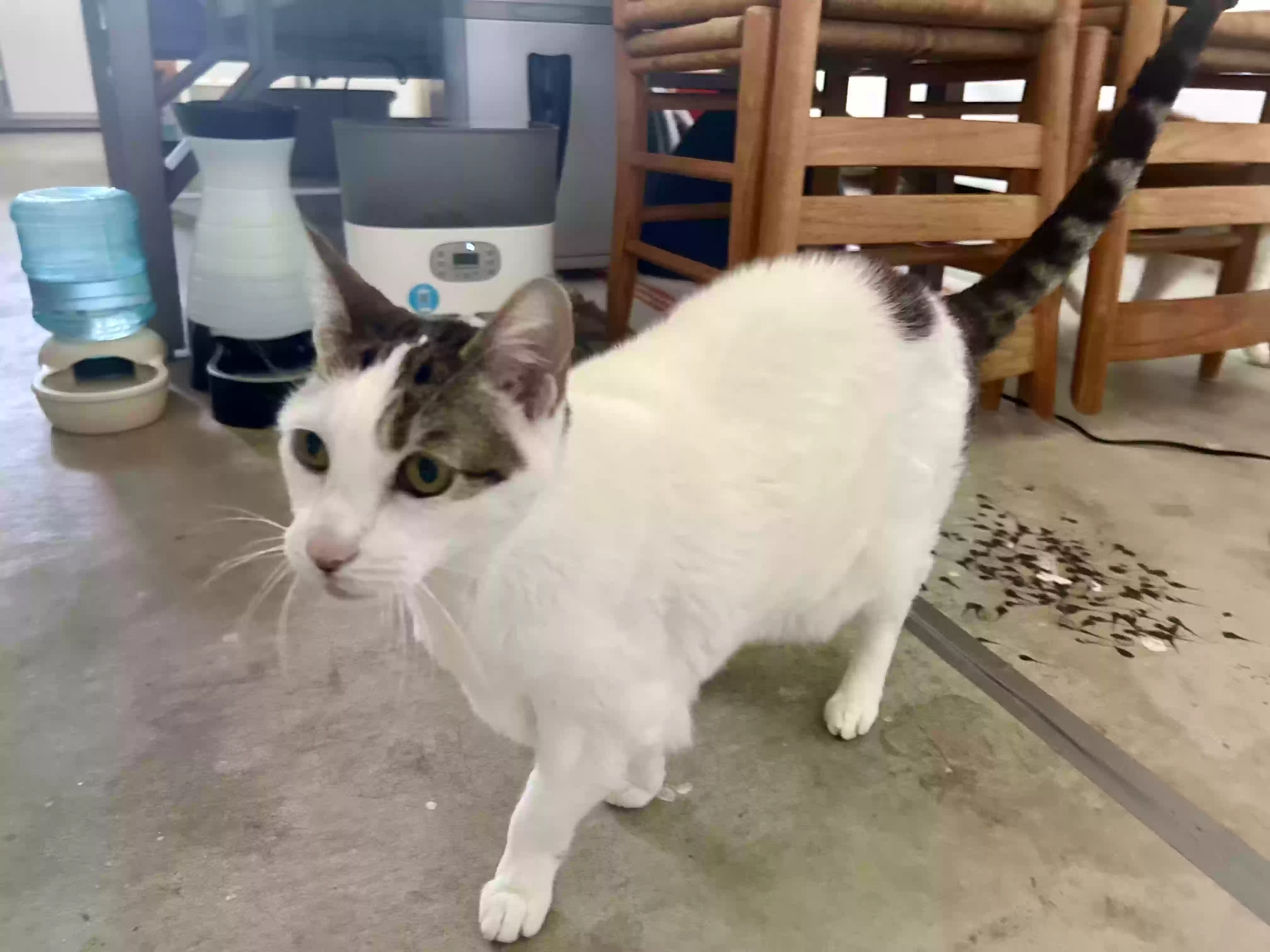 adoptable Cat in Laguna Niguel,CA named Patch