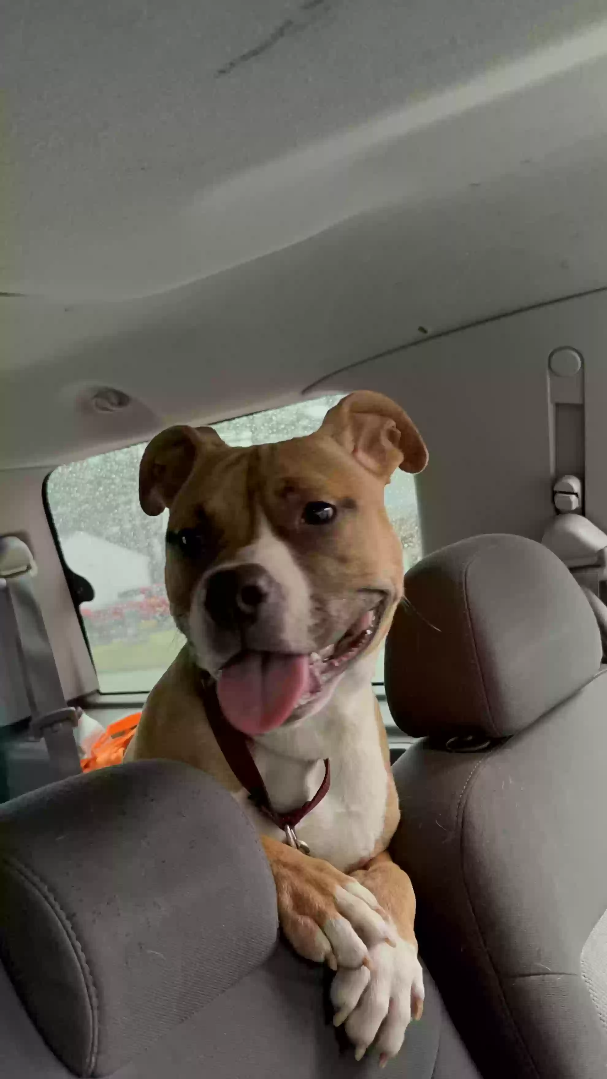 adoptable Dog in Petersburg,VA named Milly