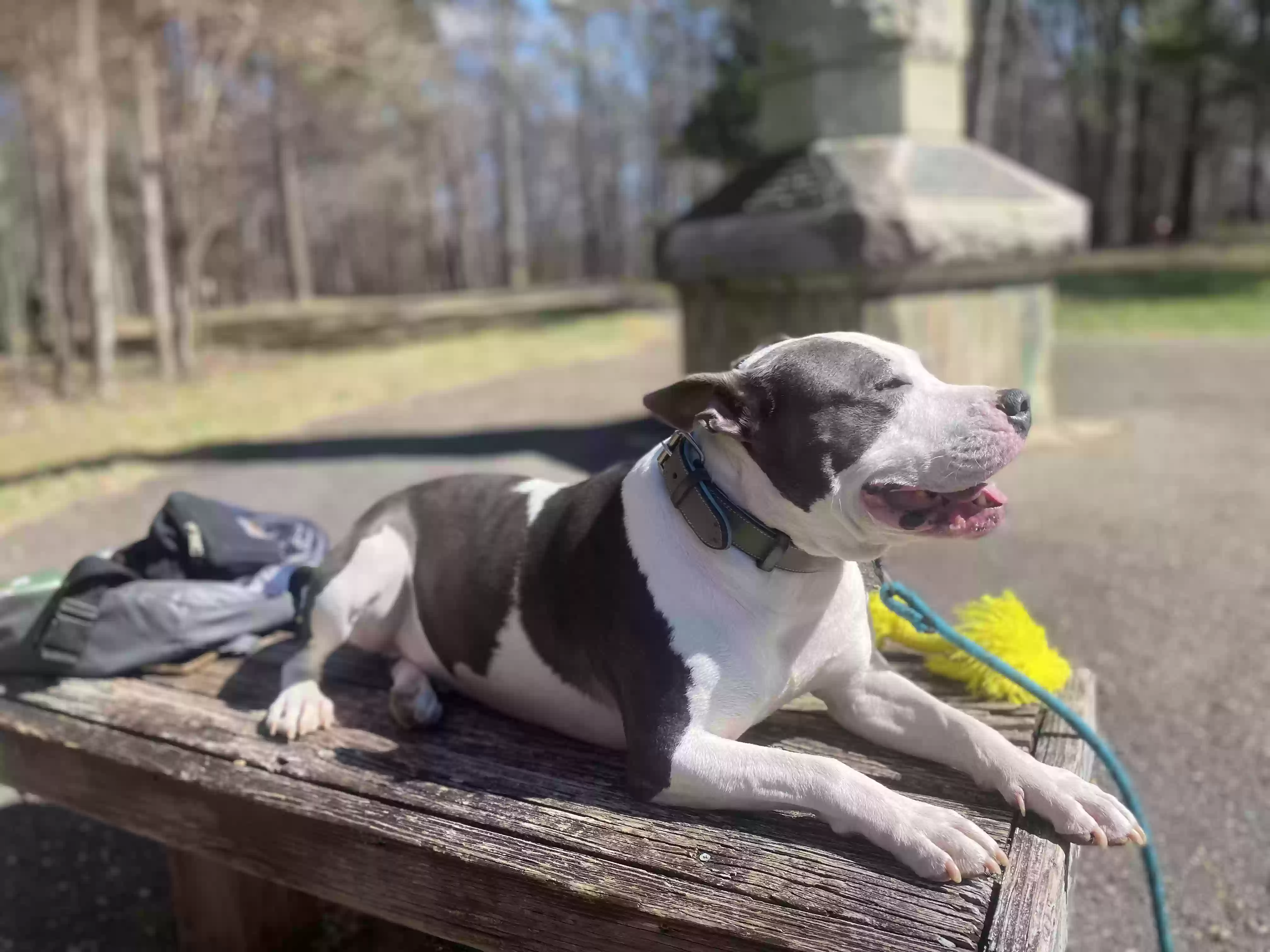 adoptable Dog in Greensboro,NC named Remi