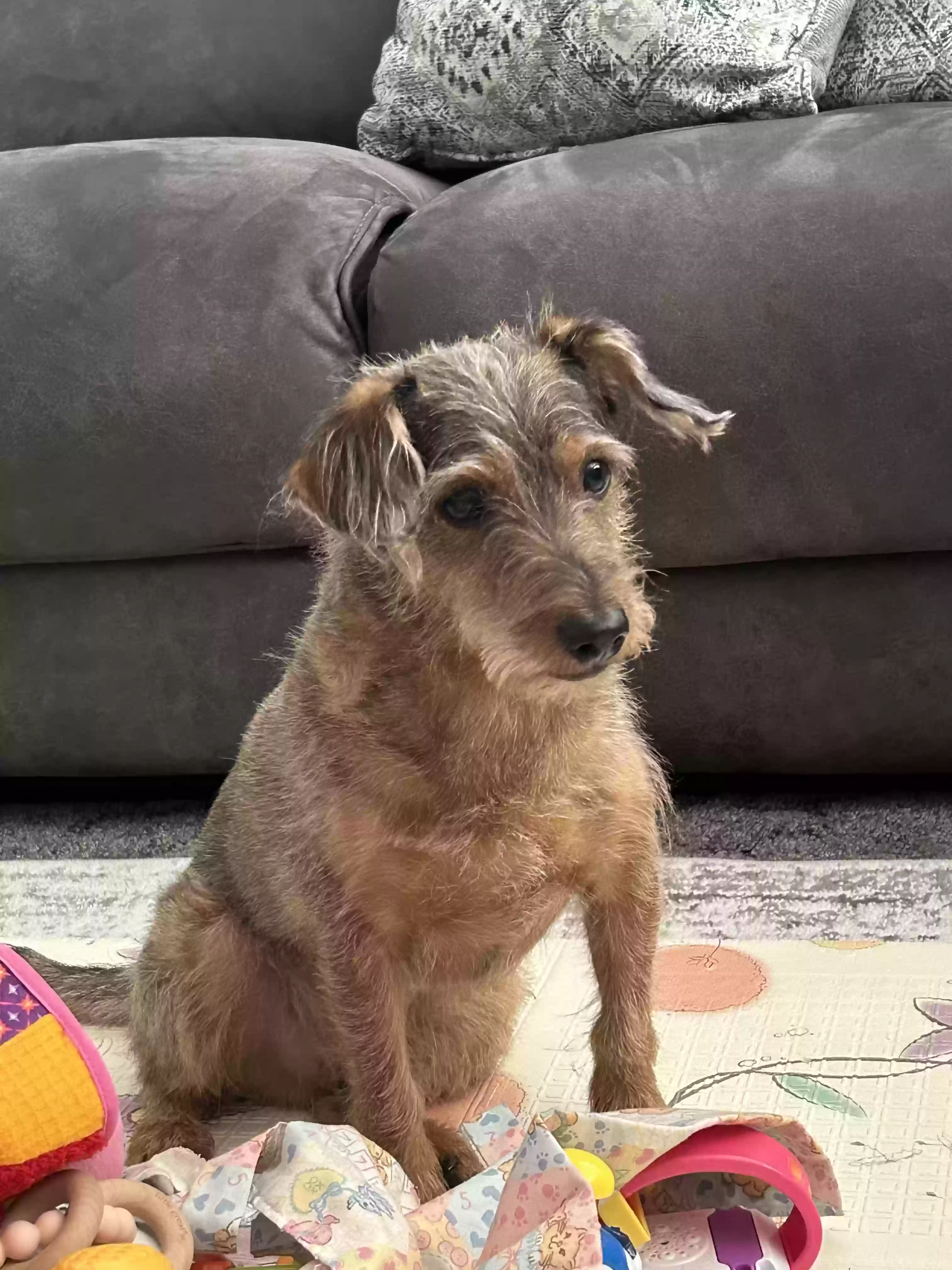 adoptable Dog in Modesto,CA named Fritz