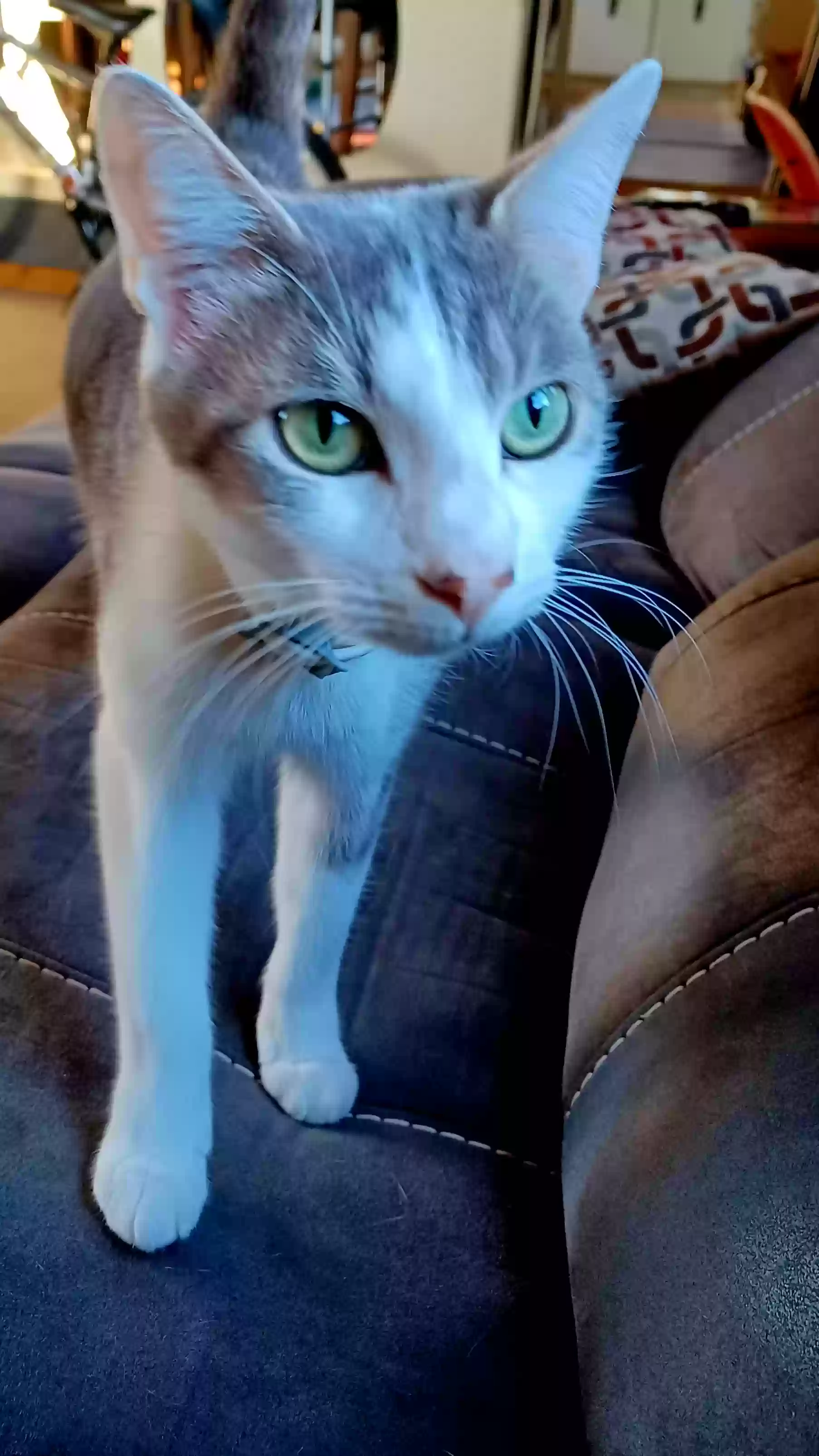 adoptable Cat in Chesapeake,VA named Sketch