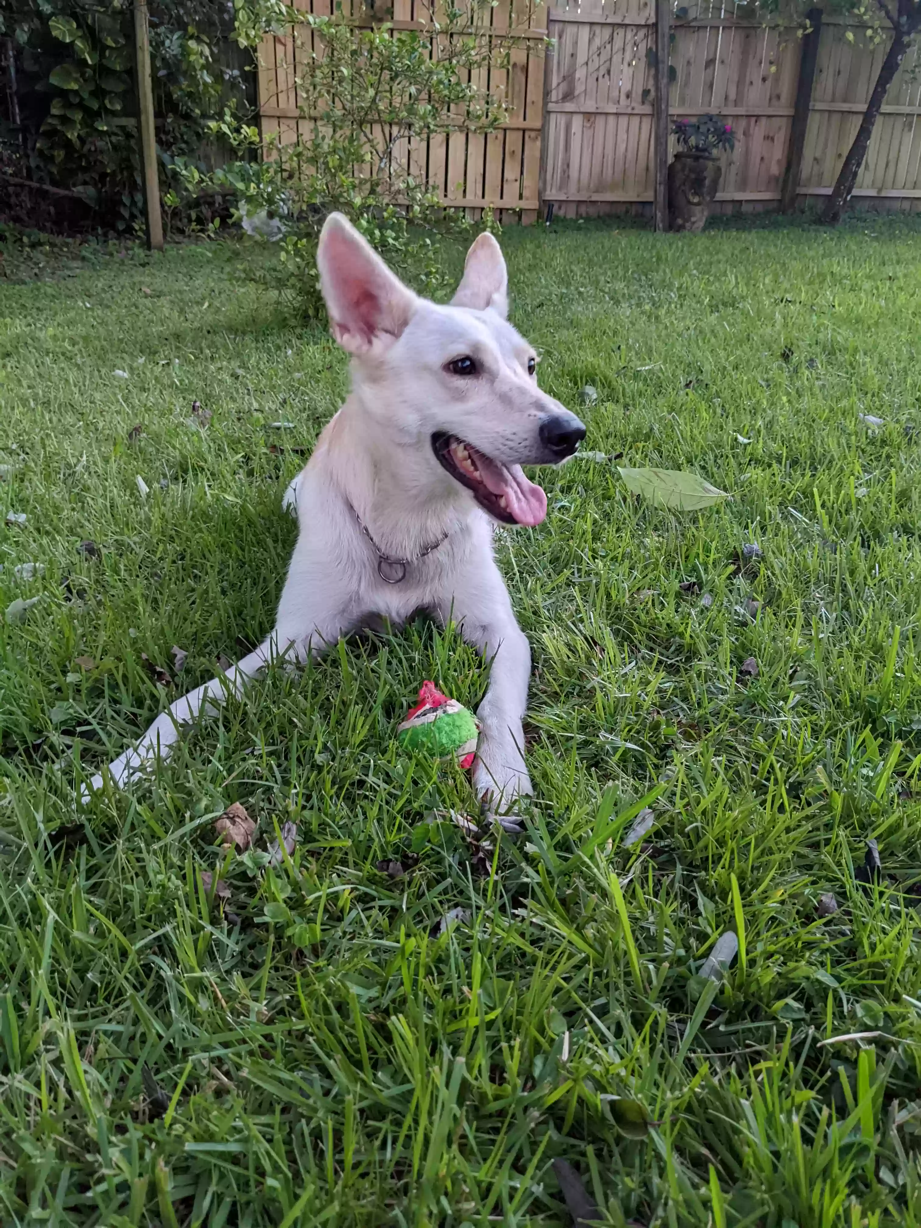 adoptable Dog in Palm Coast,FL named Heira