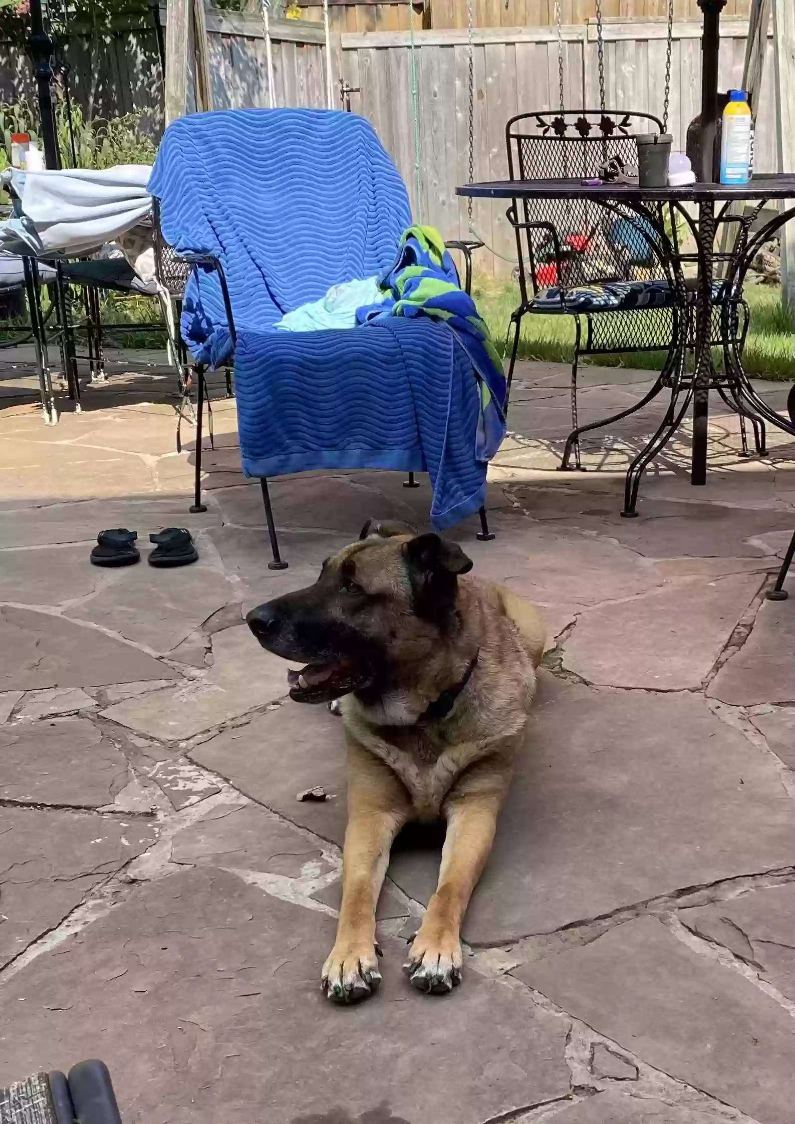 adoptable Dog in Mckinney,TX named Apollo