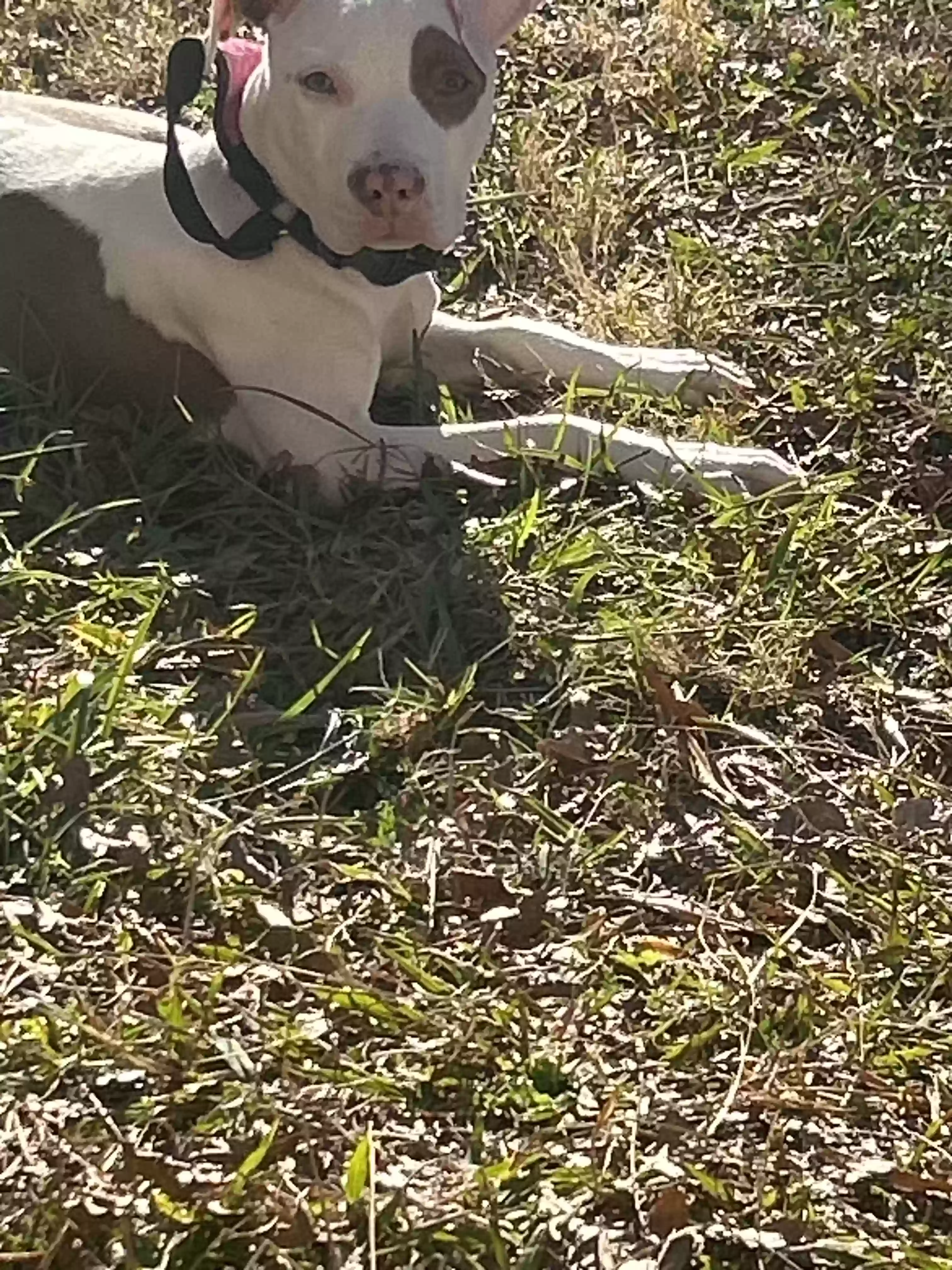 adoptable Dog in Greensboro,NC named Athena