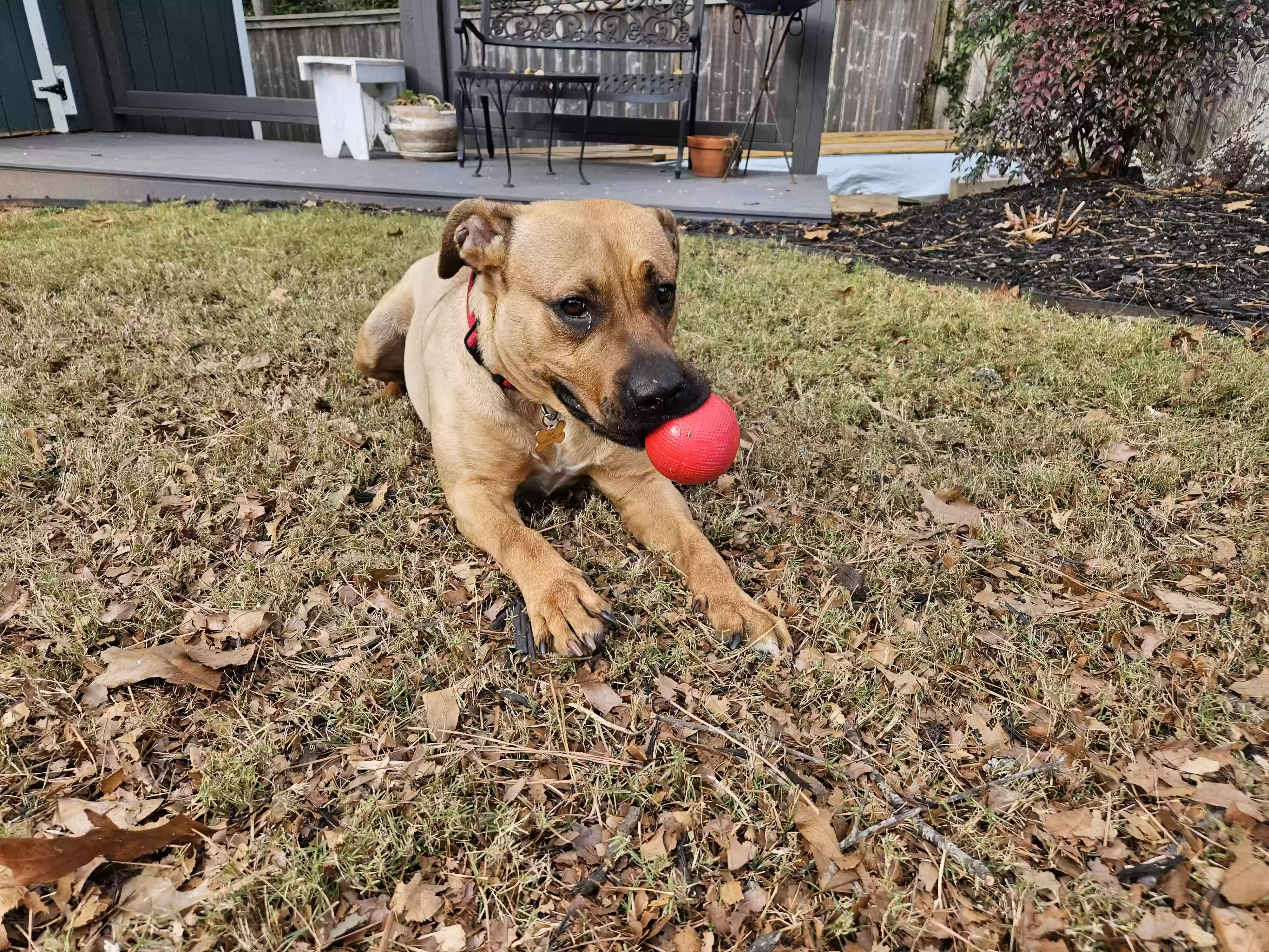 adoptable Dog in Decatur,GA named Ruby