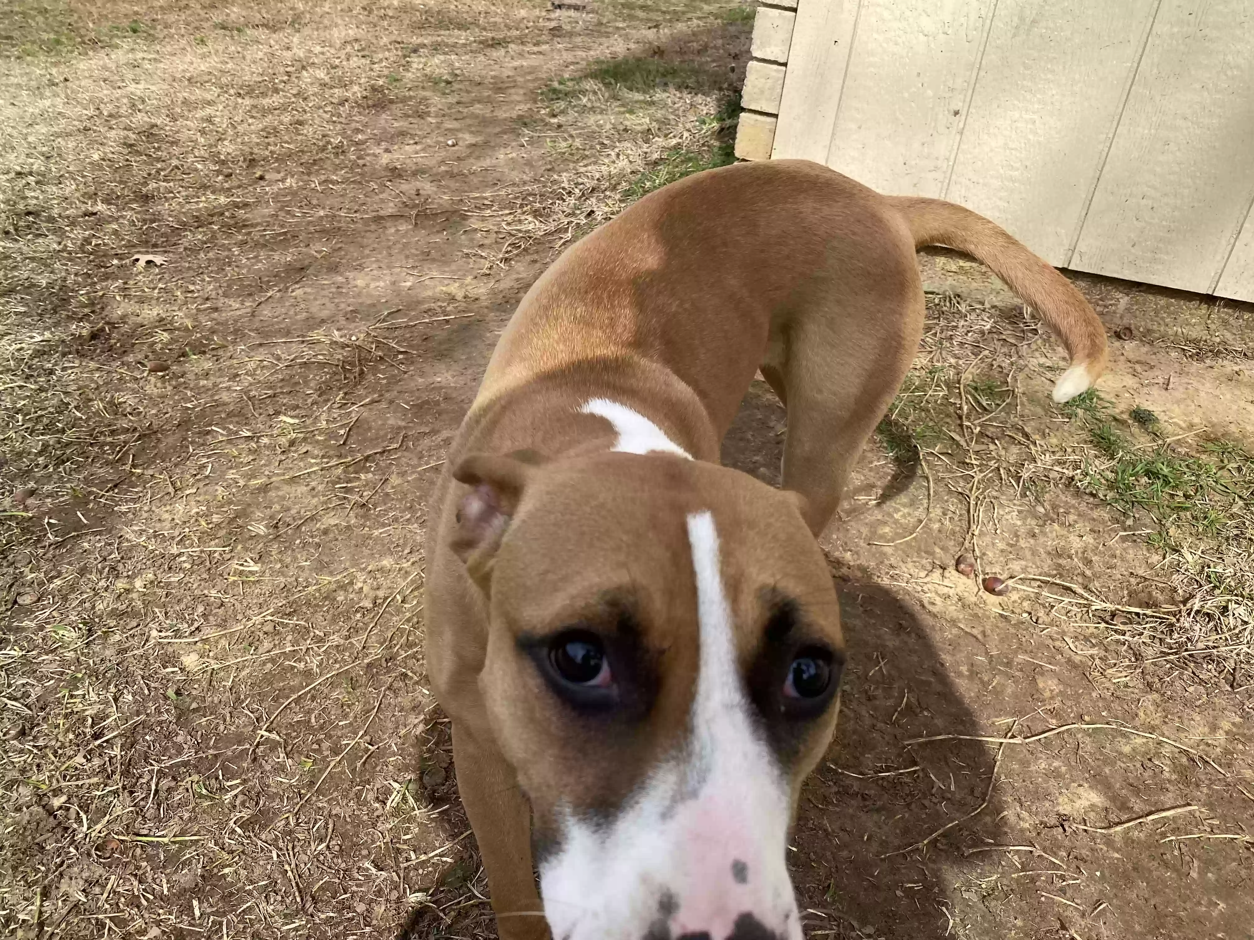 adoptable Dog in Arlington,TX named Charm