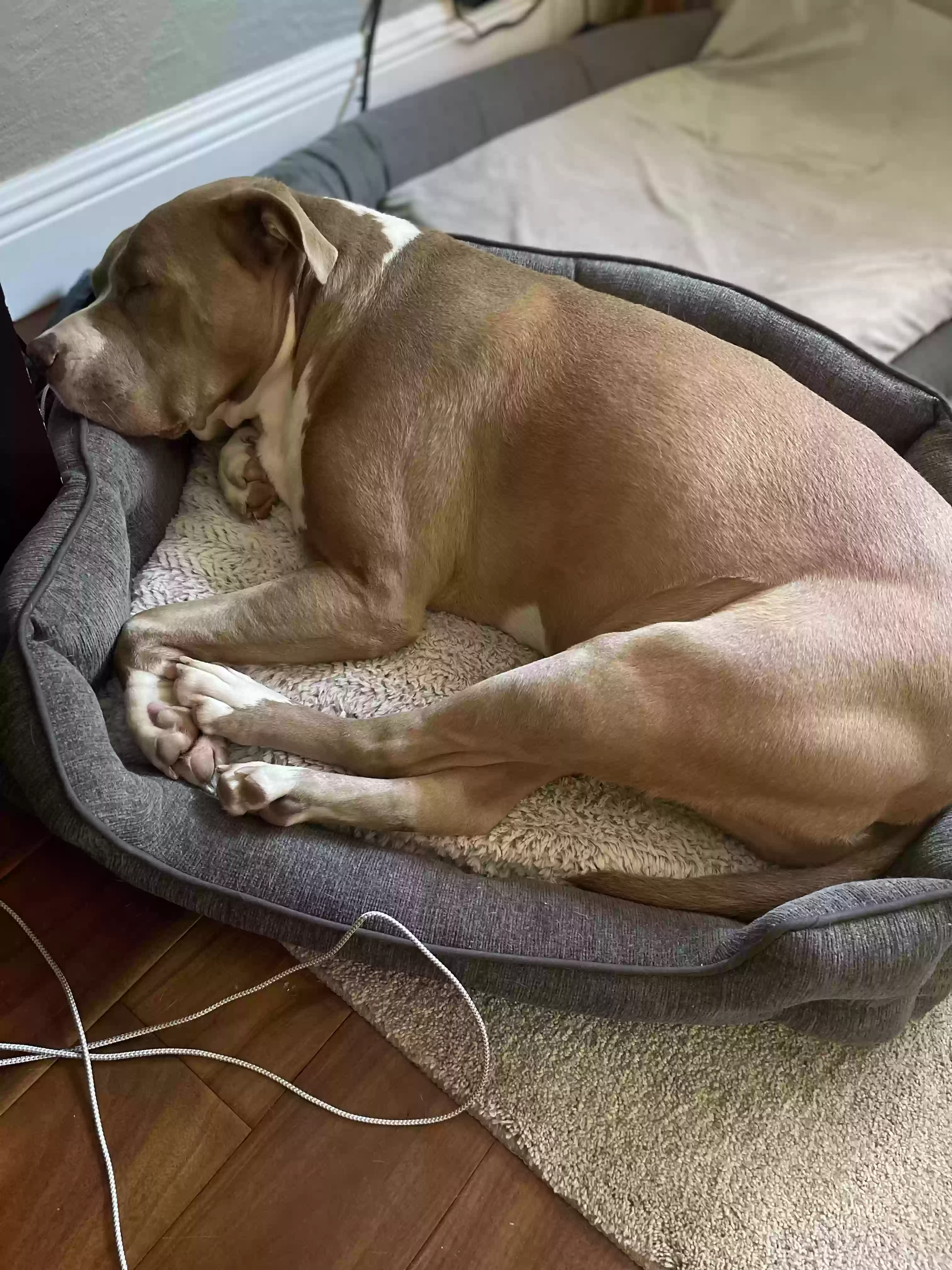 adoptable Dog in Deland,FL named Kobe